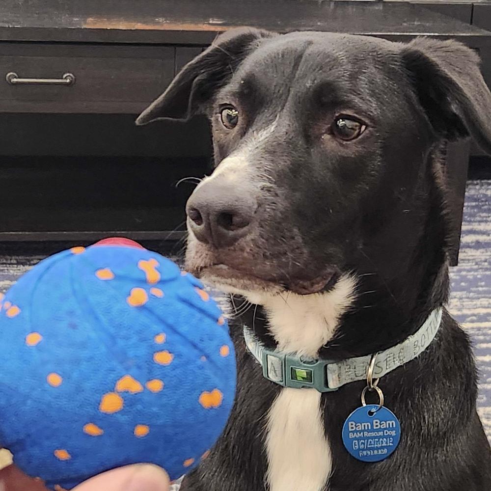 Enlarge Bam Bam, a Adoptable mixed breed in Hurricane, UT image 3/6