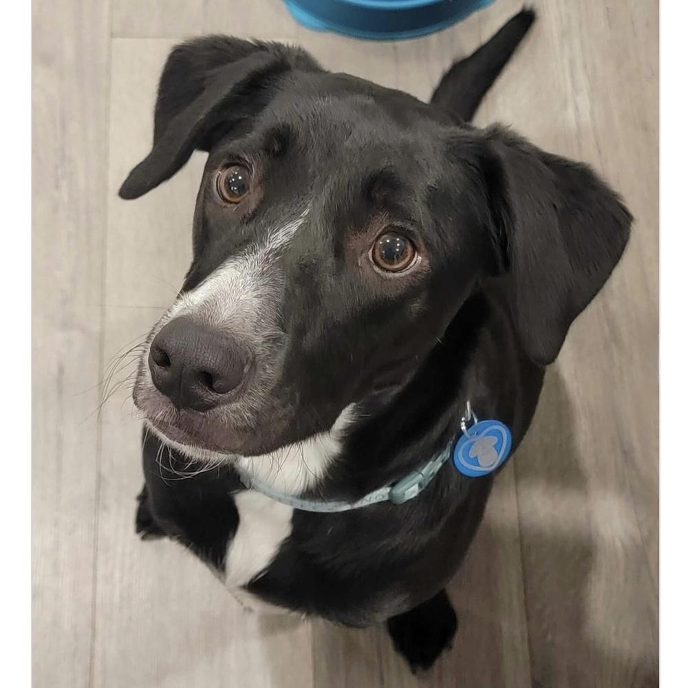 Enlarge Bam Bam, a Adoptable mixed breed in Hurricane, UT image 4/6