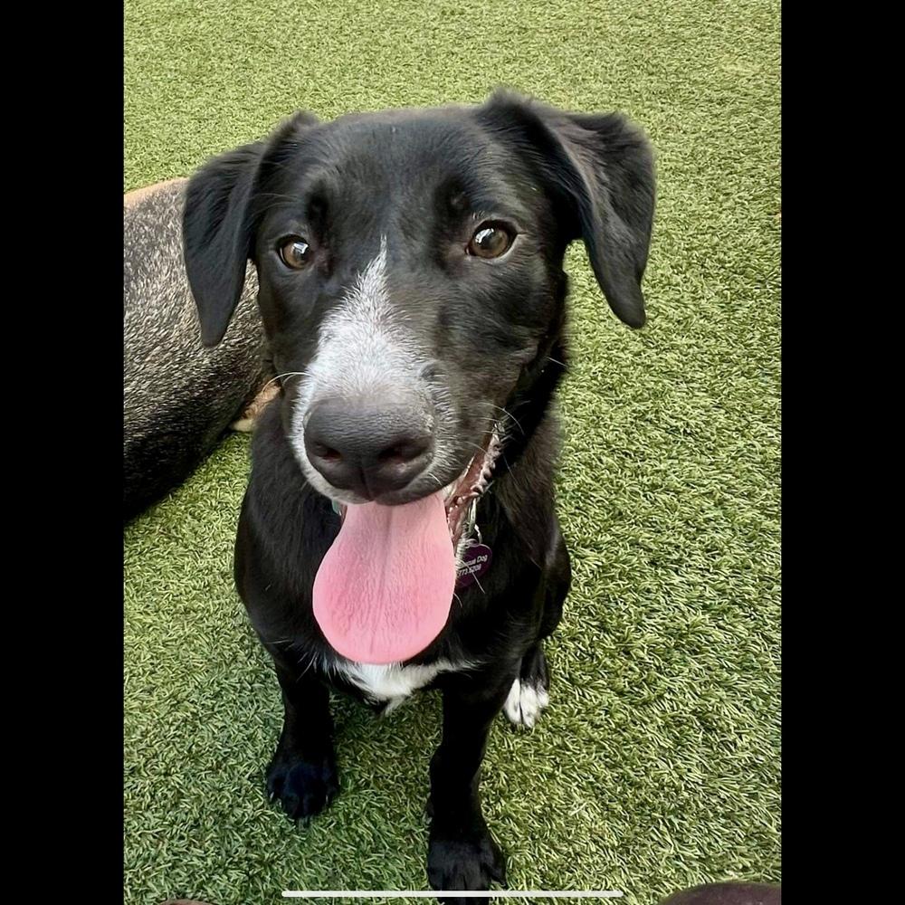 Enlarge Bam Bam, a Adoptable mixed breed in Hurricane, UT image 5/6