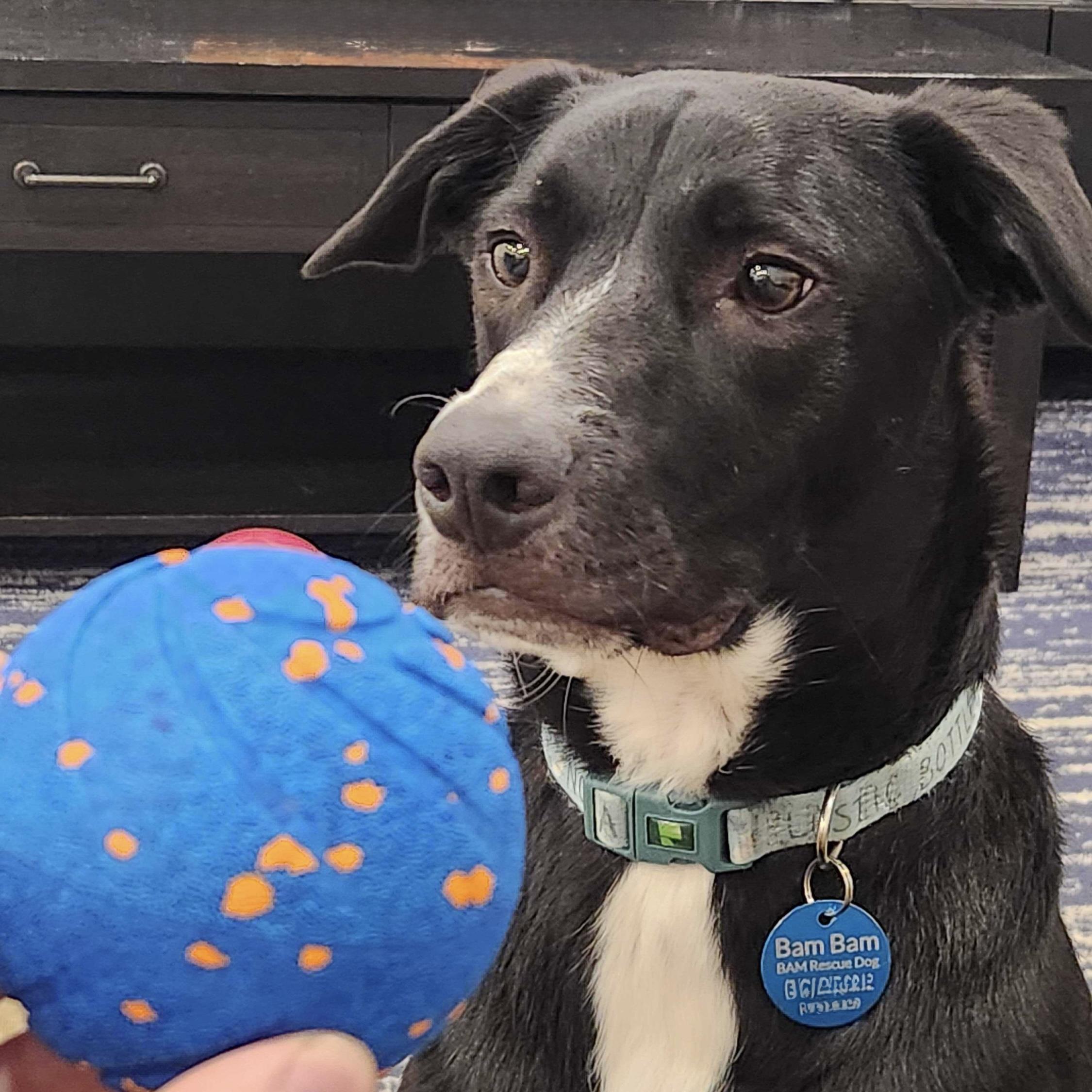 Bam Bam, a Adoptable mixed breed in Hurricane, UT image 2/6