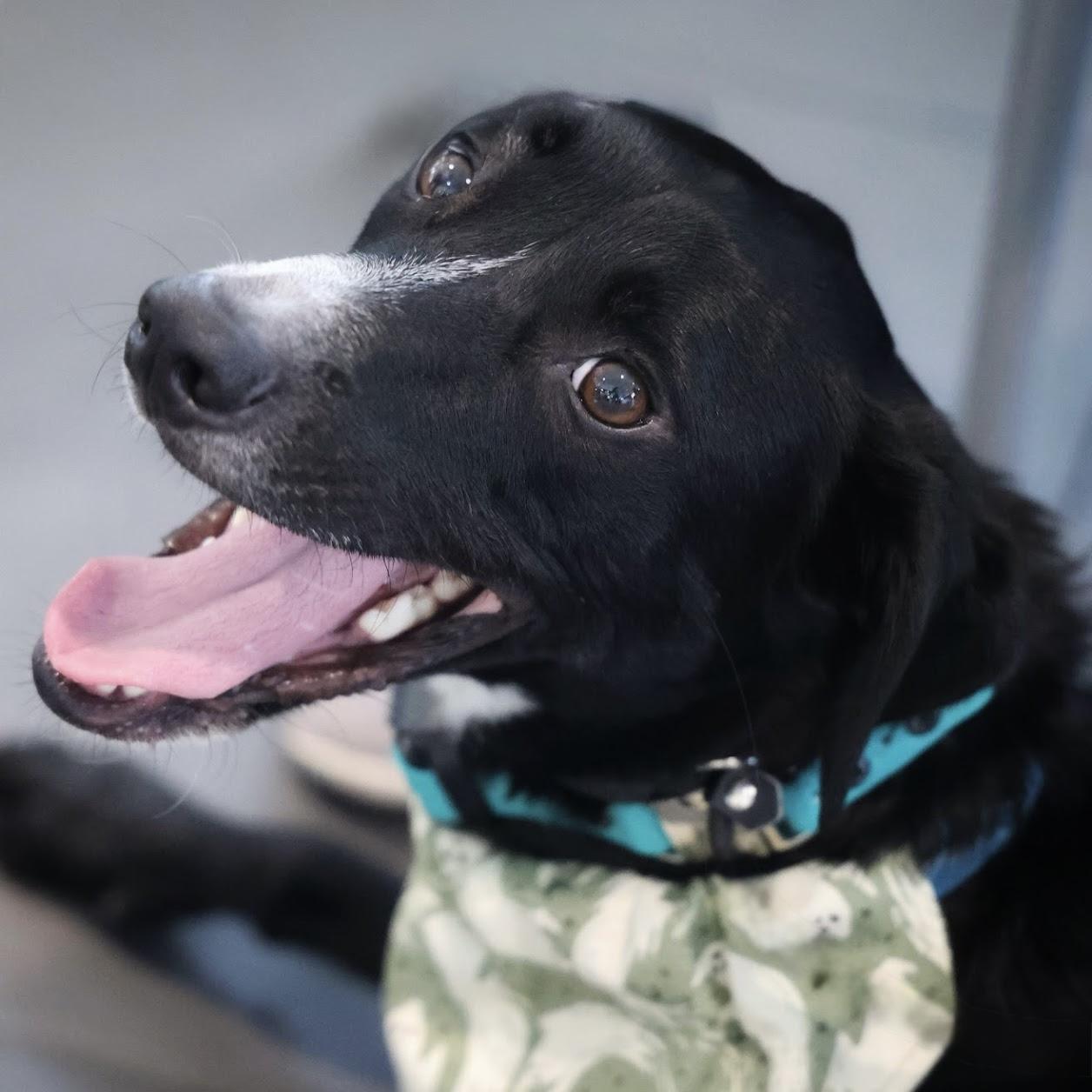 Bam Bam, a Adoptable mixed breed in Hurricane, UT image 1/6