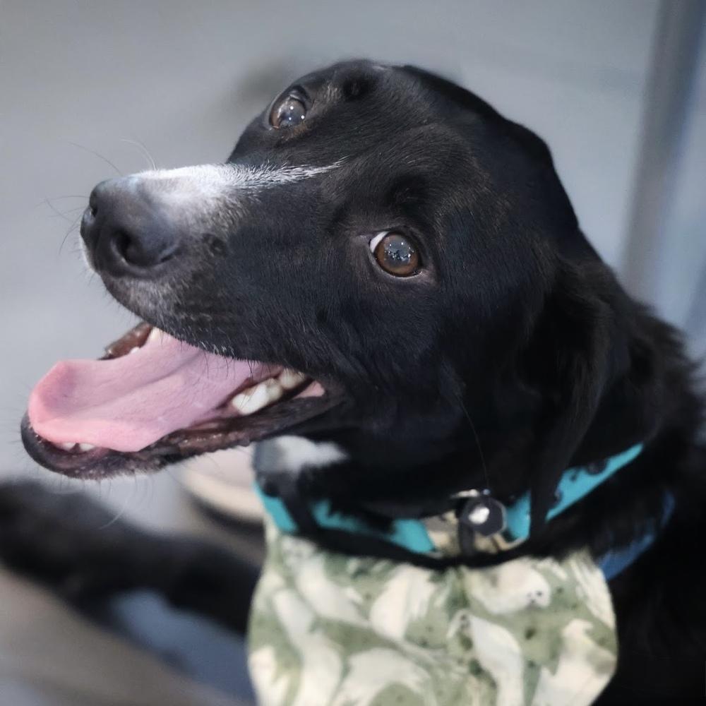 Enlarge Bam Bam, a Adoptable mixed breed in Hurricane, UT image 6/6