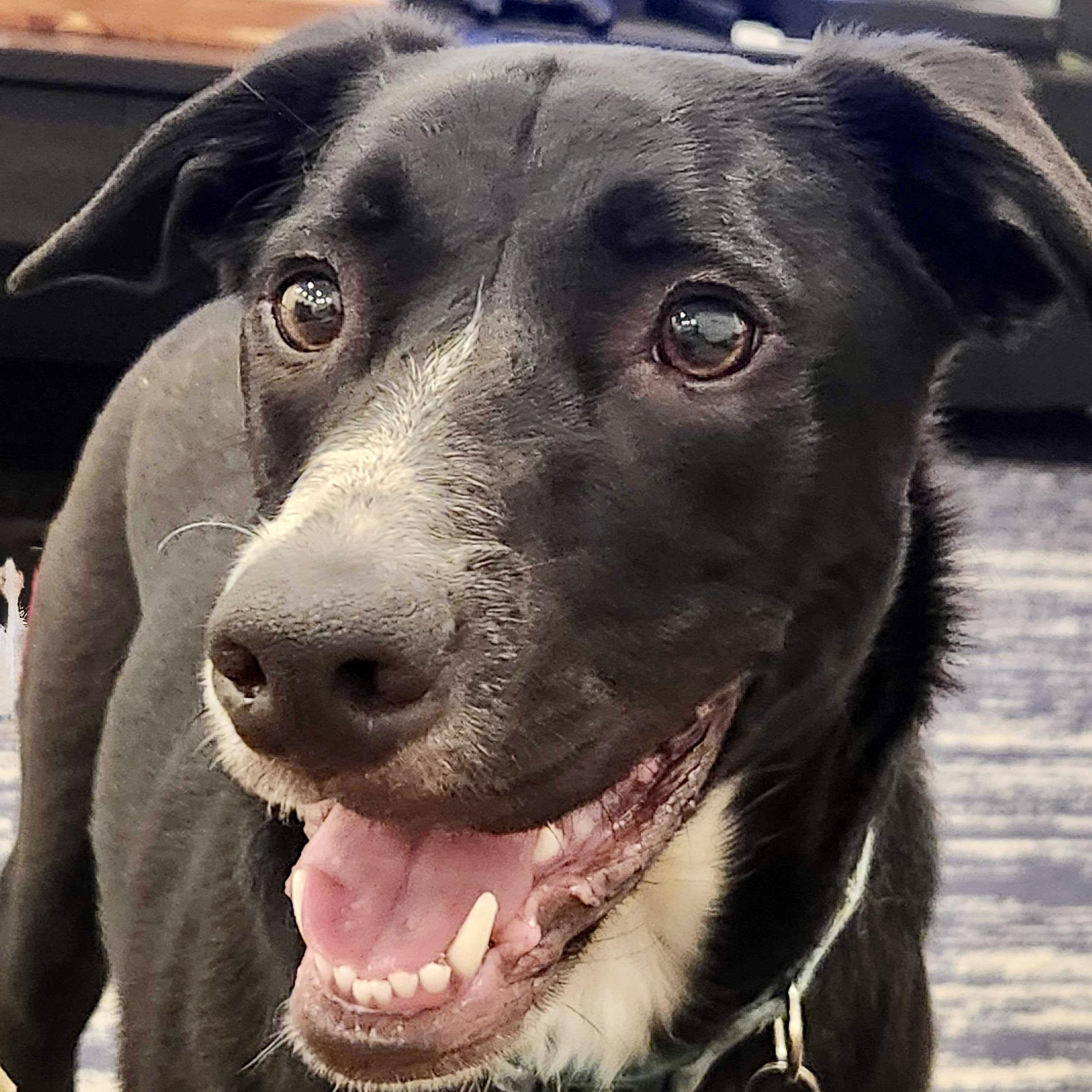 Bam Bam, a Adoptable mixed breed in Hurricane, UT image 3/6