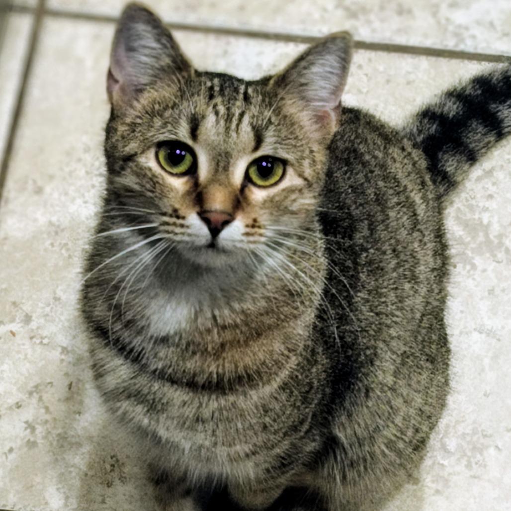 Hera, Adoptable, Adult Female Domestic Medium Hair.