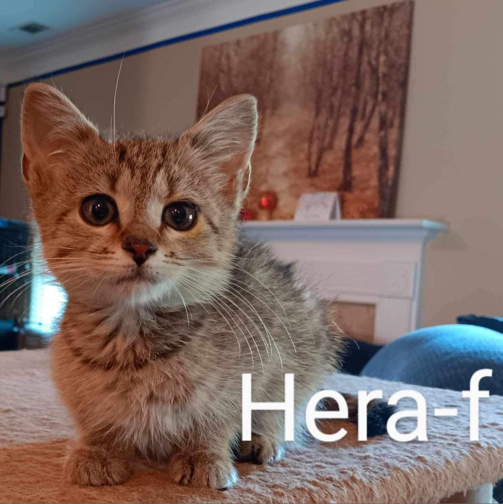 Enlarge Hera, a Adoptable Domestic Medium Hair in Hinesville, GA image 2/6