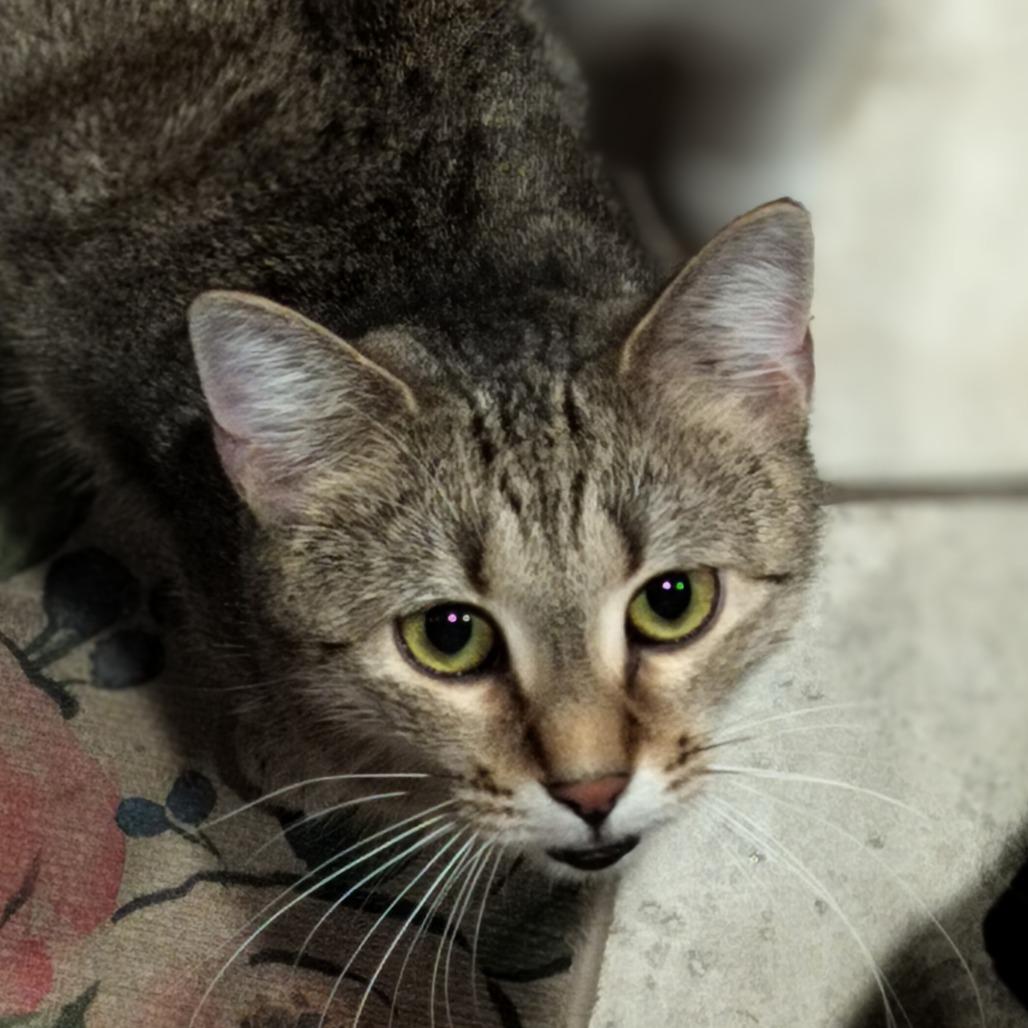 Enlarge Hera, a Adoptable Domestic Medium Hair in Hinesville, GA image 3/6