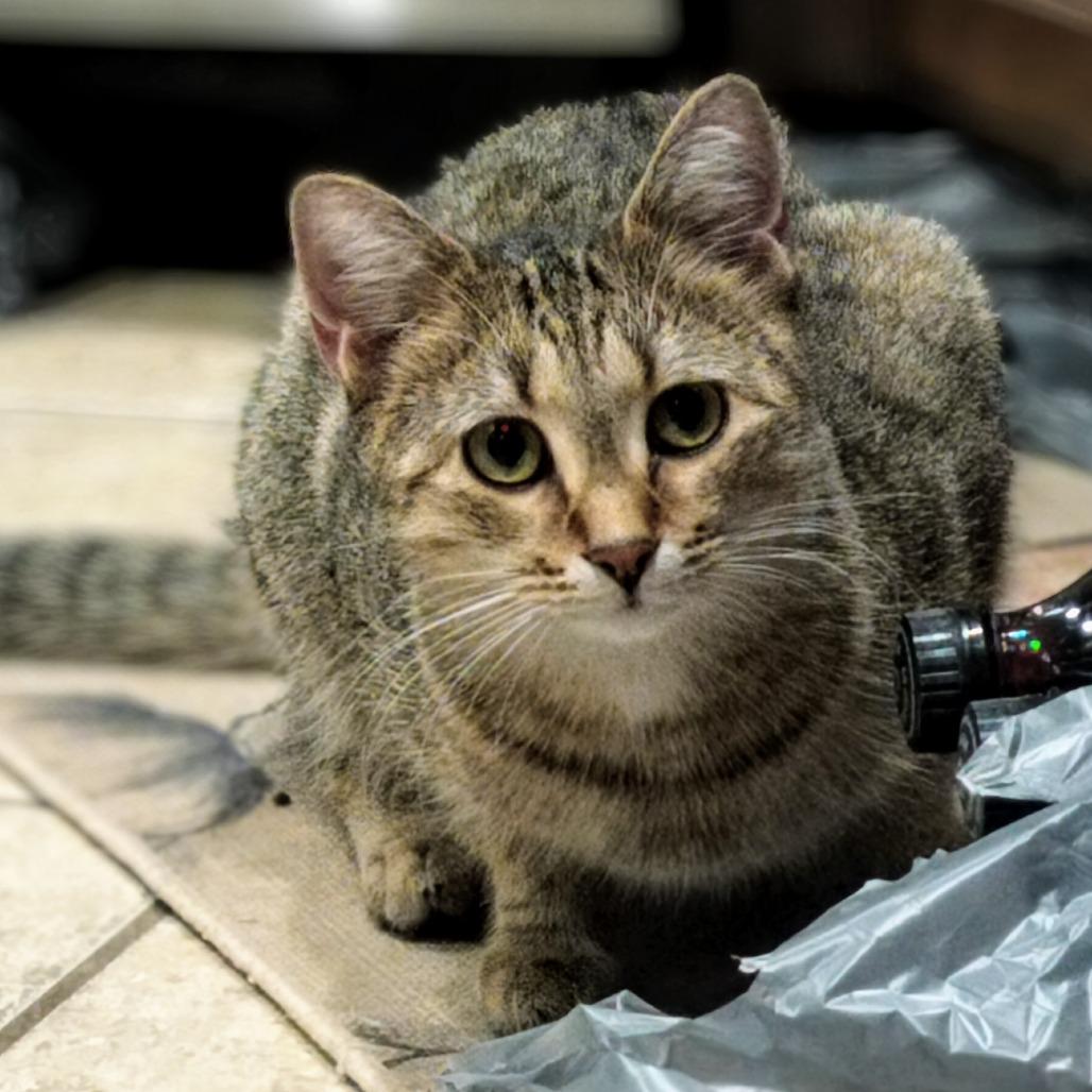 Enlarge Hera, a Adoptable Domestic Medium Hair in Hinesville, GA image 4/6