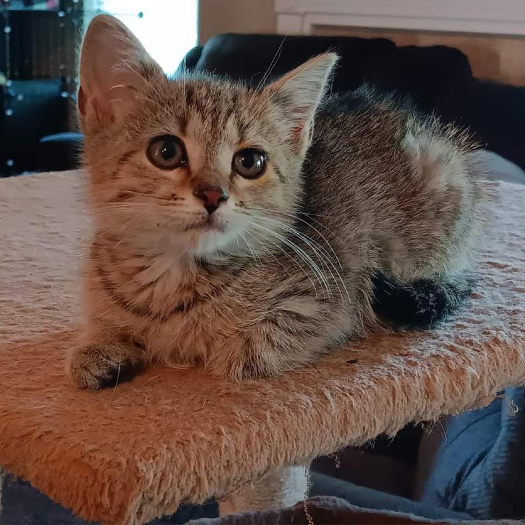 Enlarge Hera, a Adoptable Domestic Medium Hair in Hinesville, GA image 5/6