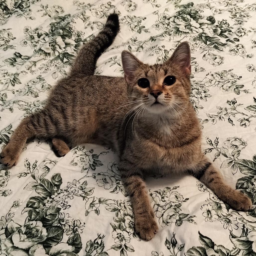Enlarge Hera, a Adoptable Domestic Medium Hair in Hinesville, GA image 6/6