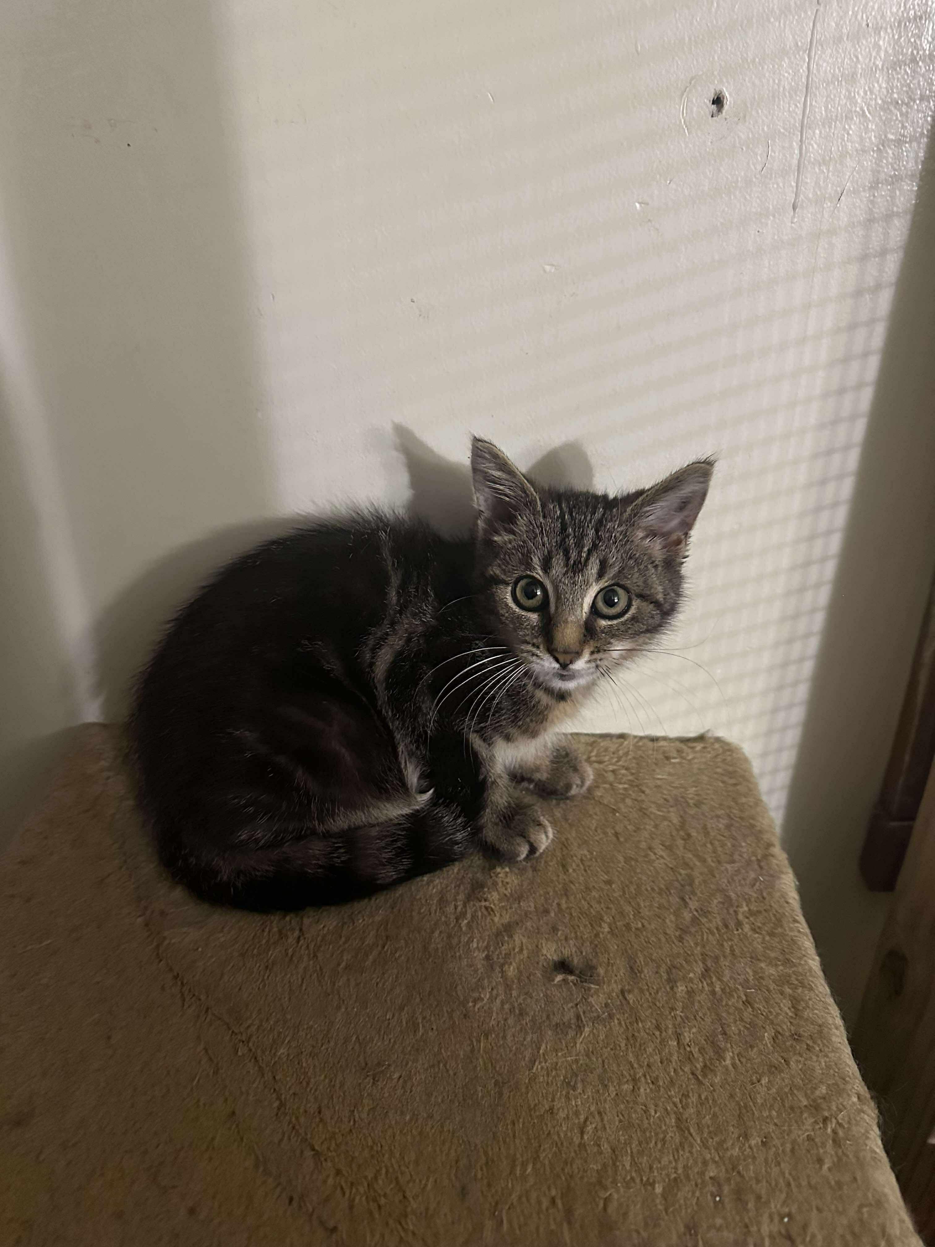 Twixx, Adoptable, Young Female Domestic Short Hair.