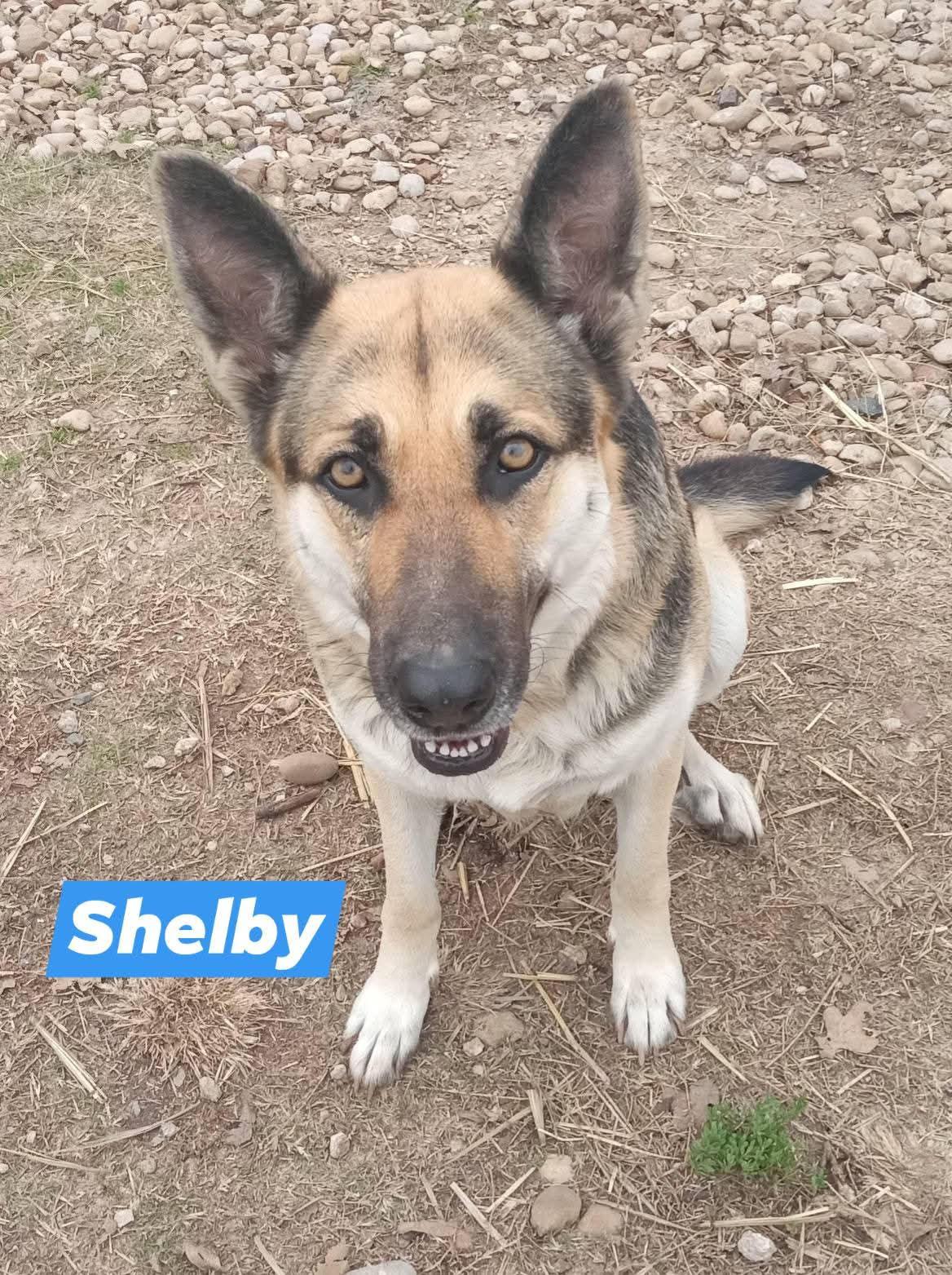 Shelby, Adoptable, Adult Female German Shepherd Dog.