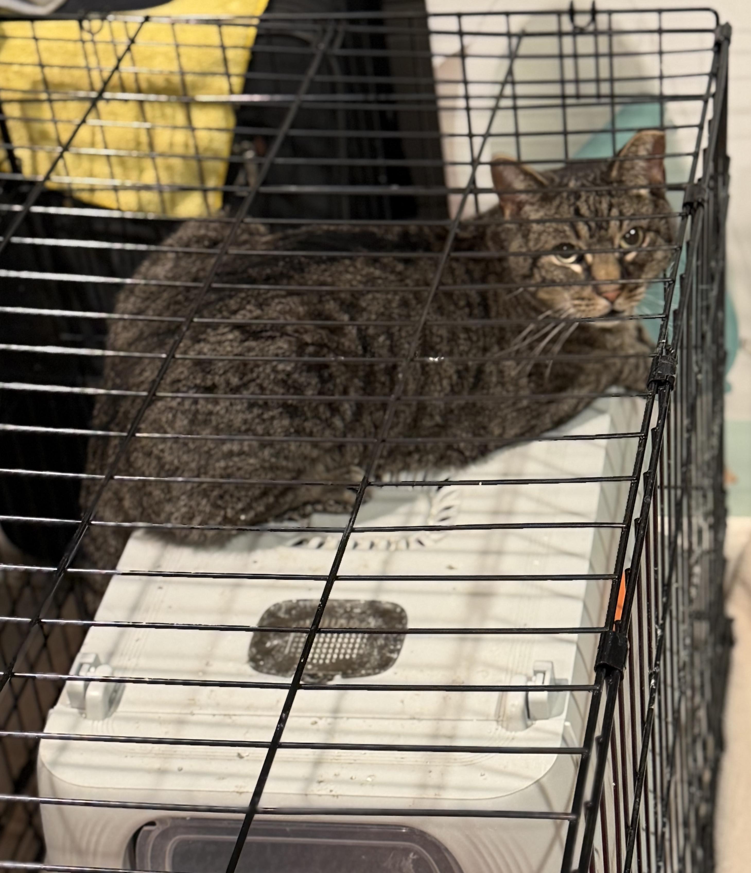 Enlarge Georgie Sweet Older Cat , a ADOPTABLE Domestic Short Hair in Clifton, NJ image 4/4