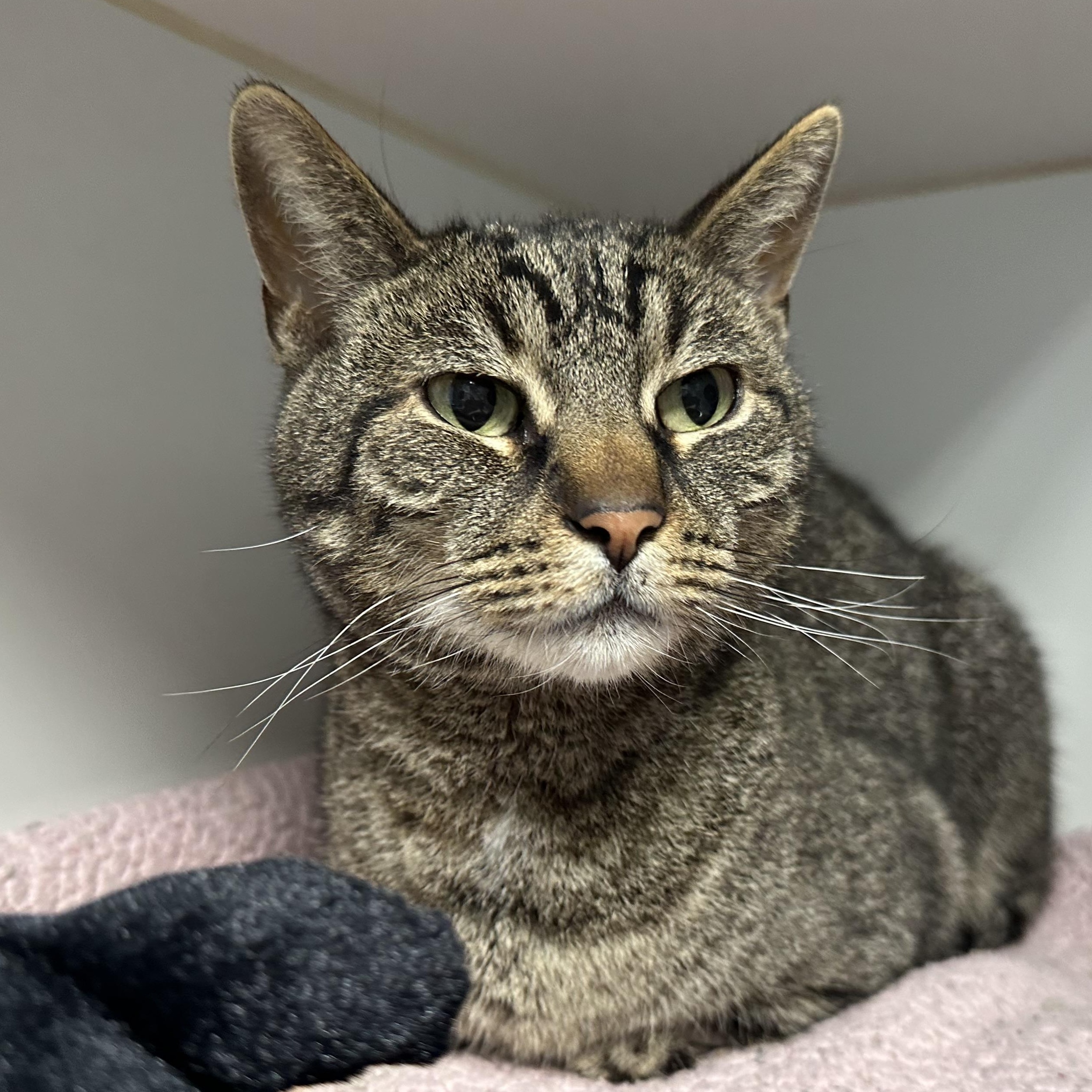 Enlarge Georgie Sweet Older Cat , a ADOPTABLE Domestic Short Hair in Clifton, NJ image 2/4