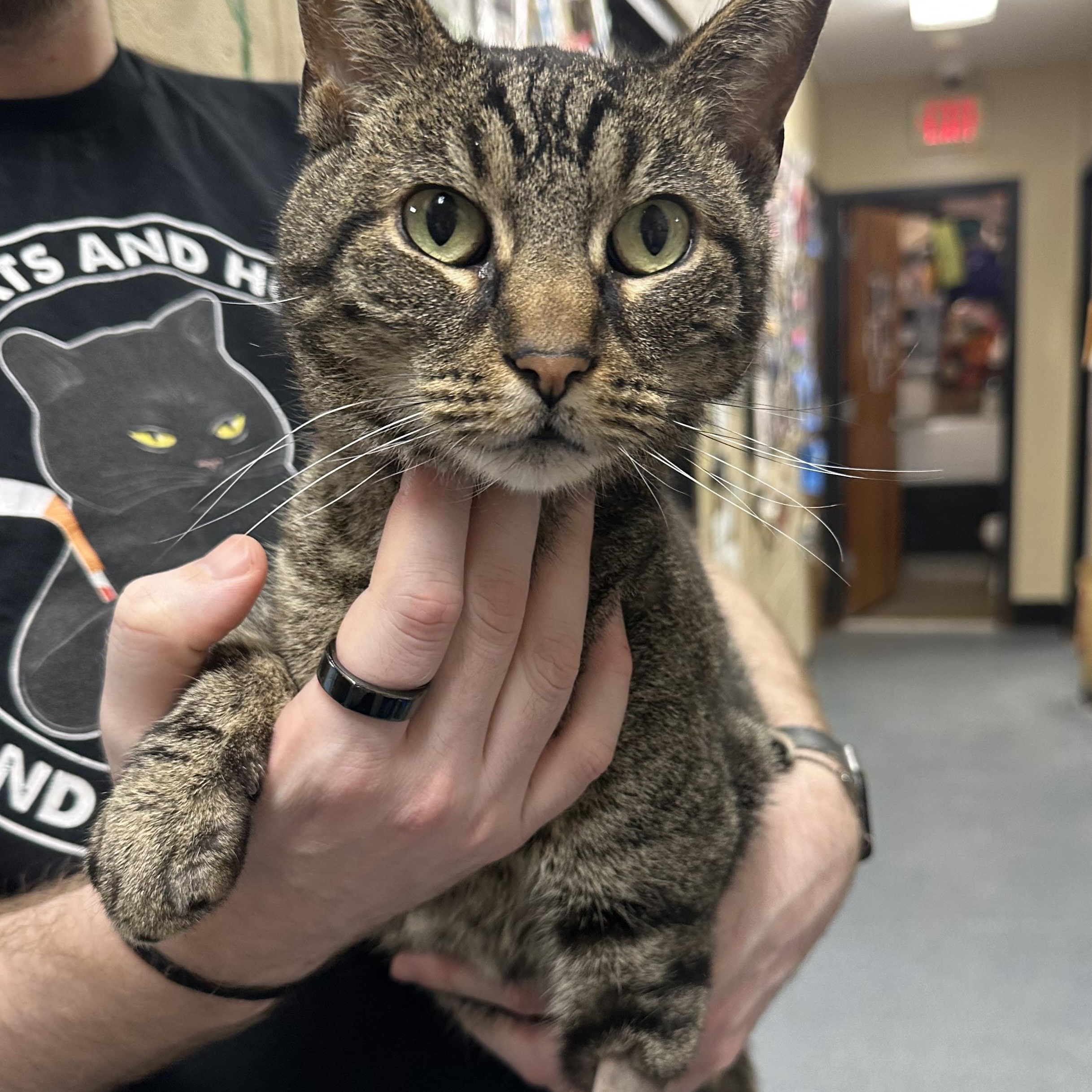 Enlarge Georgie Sweet Older Cat , a ADOPTABLE Domestic Short Hair in Clifton, NJ image 1/4