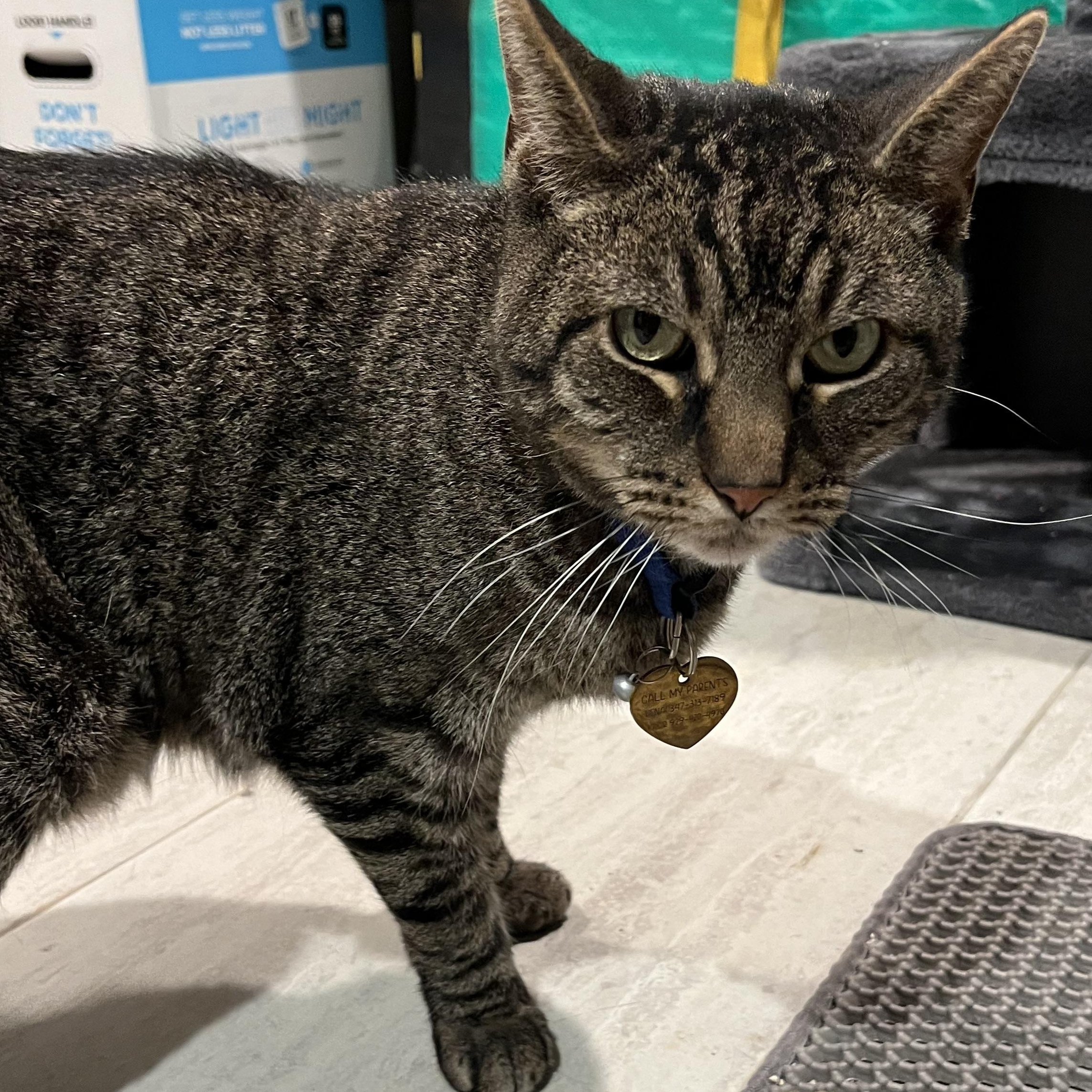 Enlarge Georgie Sweet Older Cat , a ADOPTABLE Domestic Short Hair in Clifton, NJ image 3/4