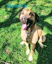 Enlarge Mavrick, a Adopted mixed breed in Muskogee, OK image 1/10