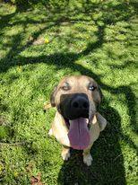 Enlarge Mavrick, a Adopted mixed breed in Muskogee, OK image 3/10