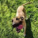 Enlarge Mavrick, a Adopted mixed breed in Muskogee, OK image 4/10