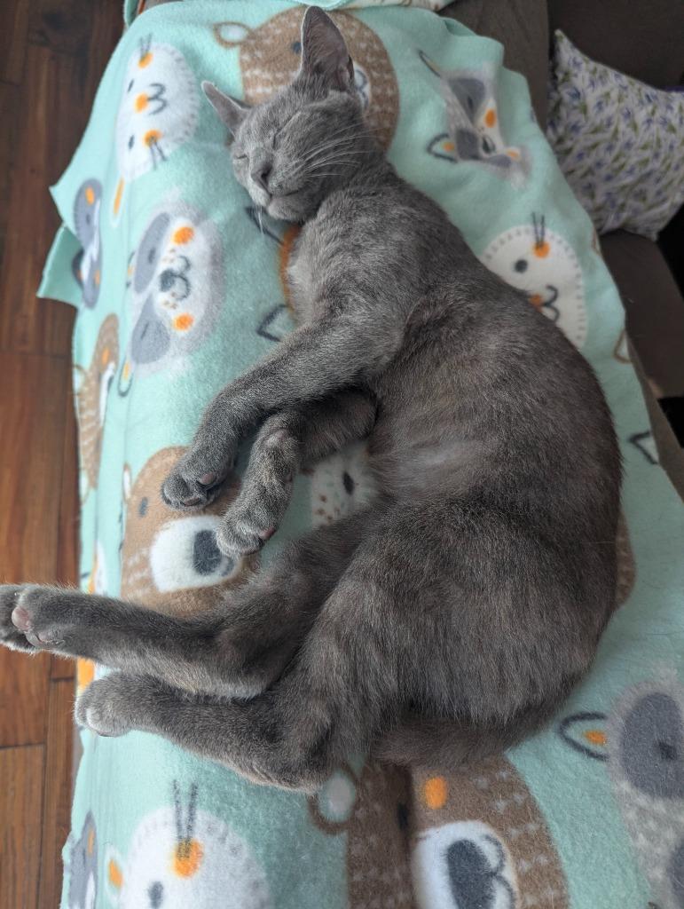 Stevie, Adoptable, Young Male Domestic Short Hair.