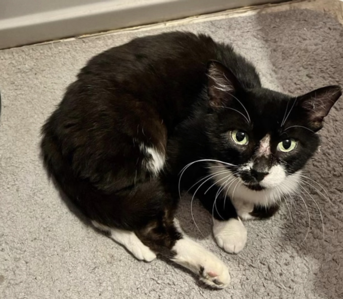 Wilbur-FeLV+ and FIV+, a Adoptable Domestic Short Hair in Oak Forest, IL image 1/4