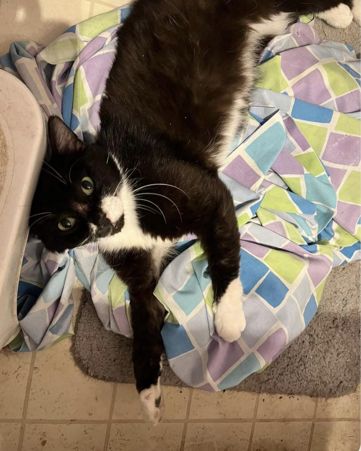 Wilbur-FeLV+ and FIV+, a Adoptable Domestic Short Hair in Oak Forest, IL image 2/4