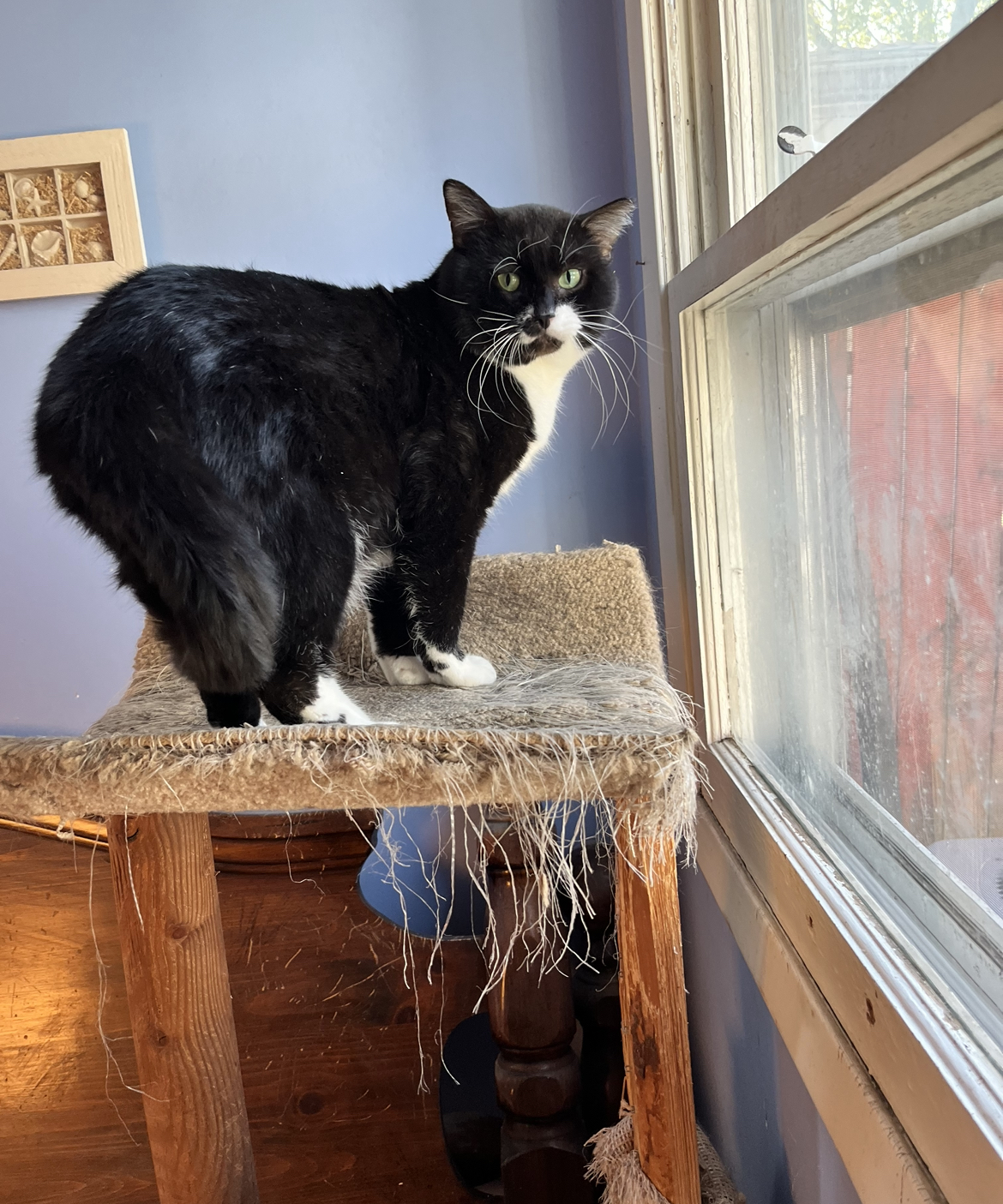 Wilbur-FeLV+ and FIV+, a Adoptable Domestic Short Hair in Oak Forest, IL image 3/4