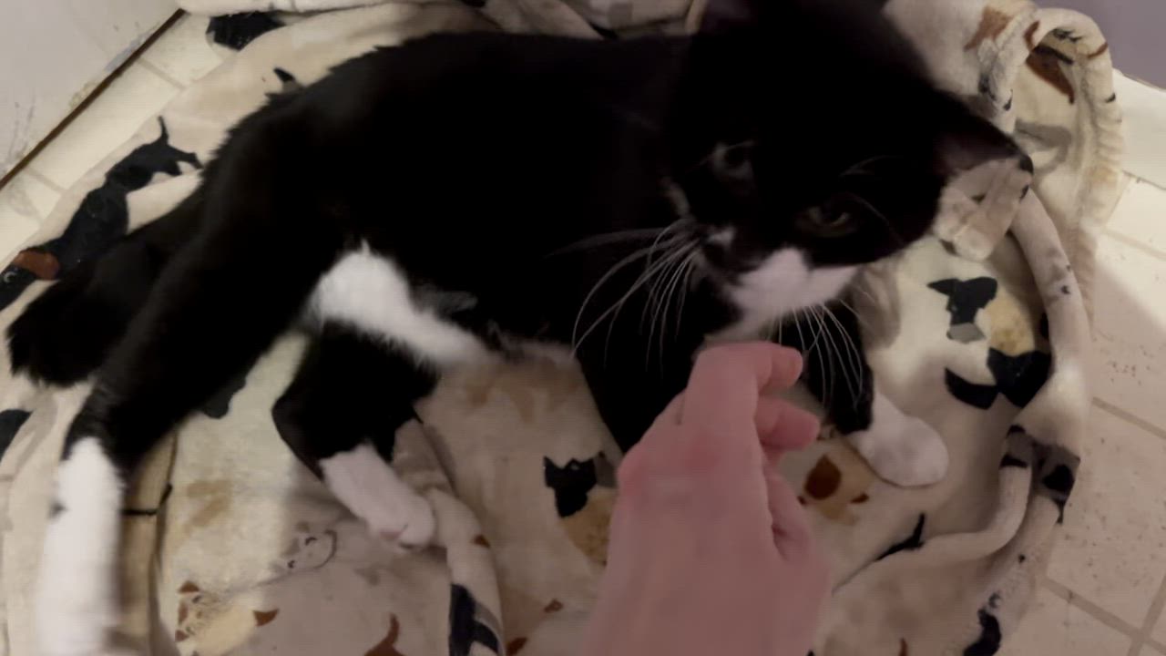 Enlarge Wilbur-FeLV+ and FIV+, a Adoptable Domestic Short Hair in Oak Forest, IL video 4/4