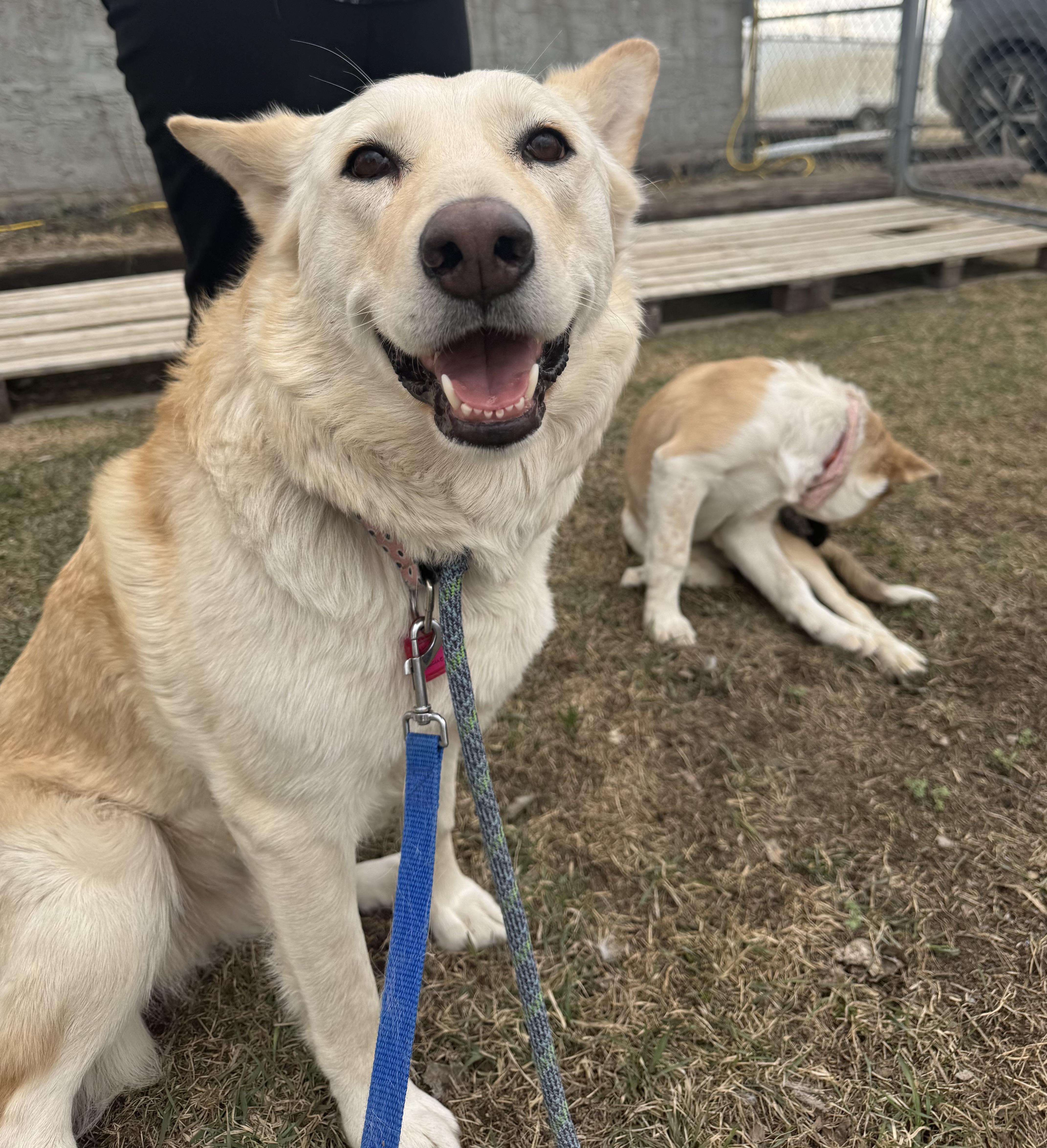 Enlarge Tiny, a ADOPTABLE mixed breed in Saskatoon, SK image 6/6