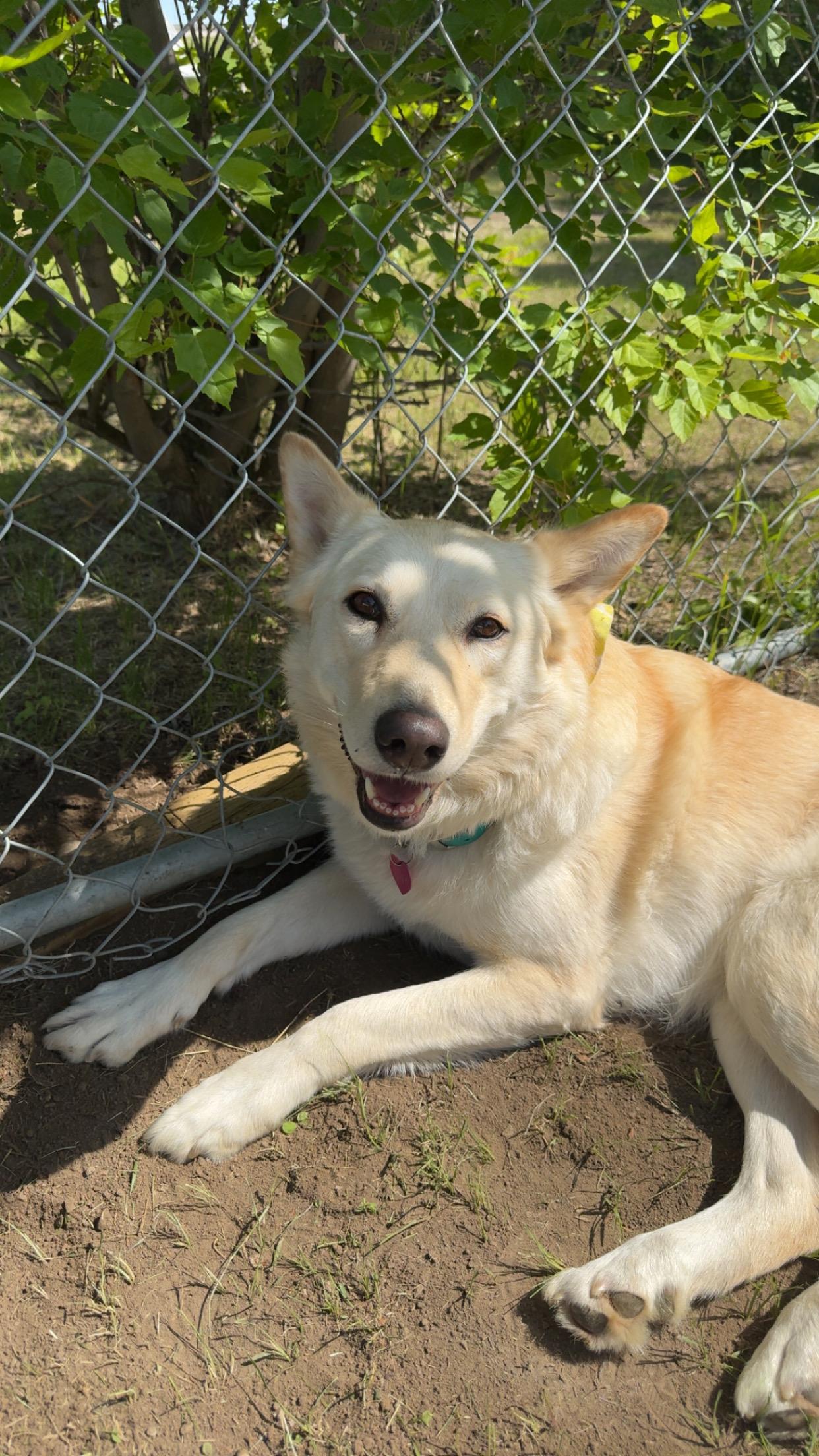 Tiny, ADOPTABLE, Adult Female Mixed Breed.