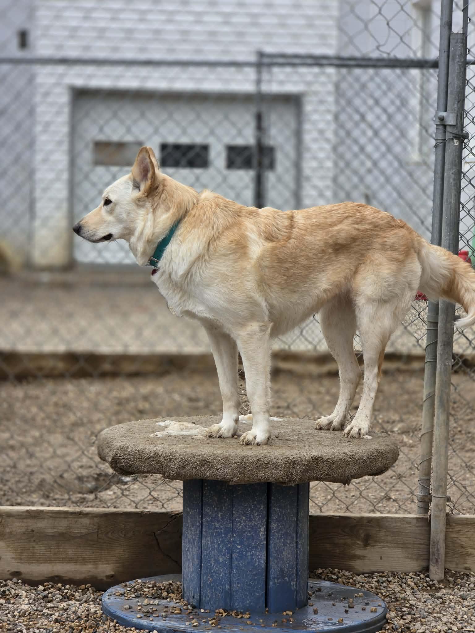 Tiny, a ADOPTABLE mixed breed in Saskatoon, SK image 6/6