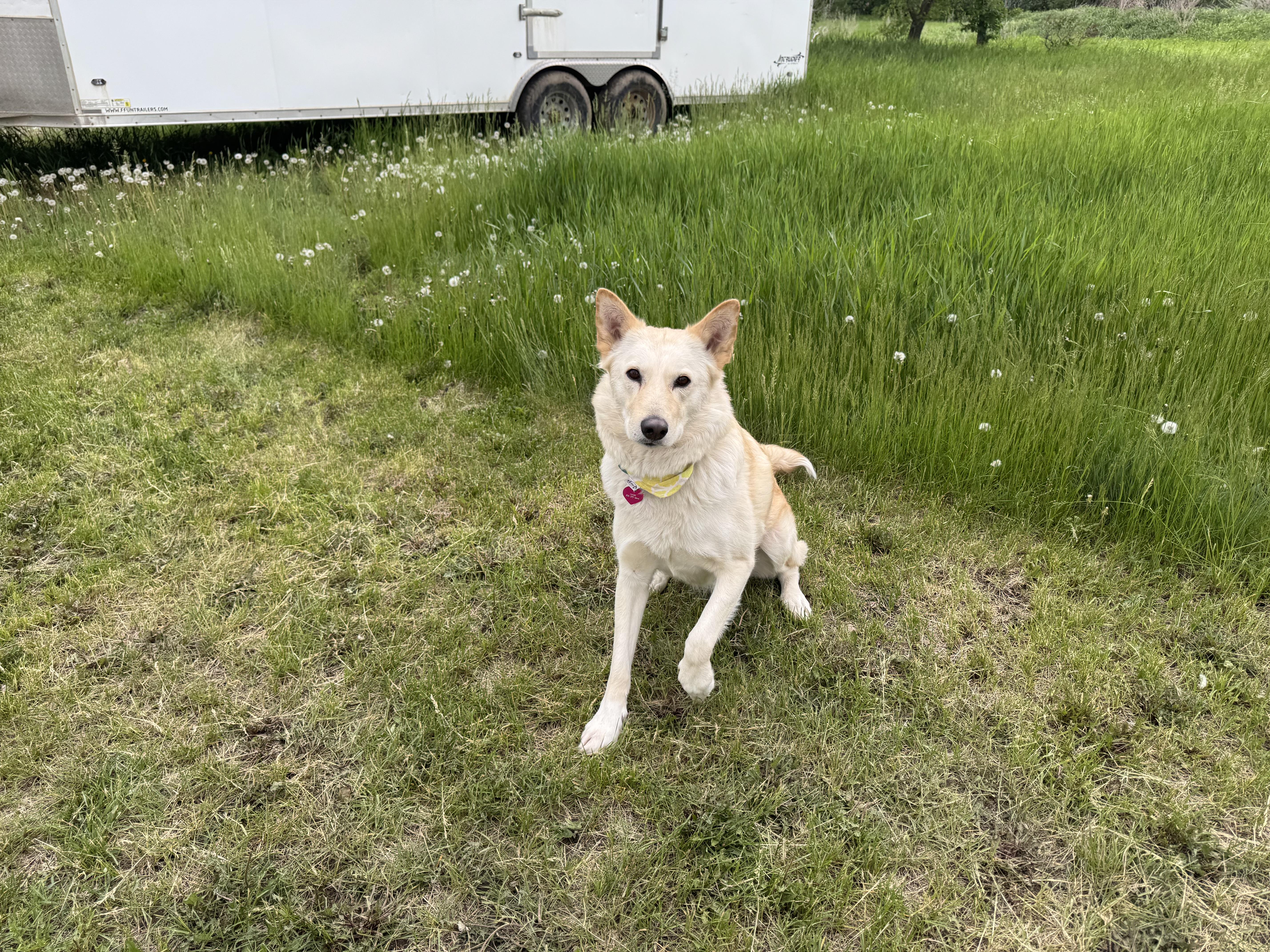 Tiny, a ADOPTABLE mixed breed in Saskatoon, SK image 4/6