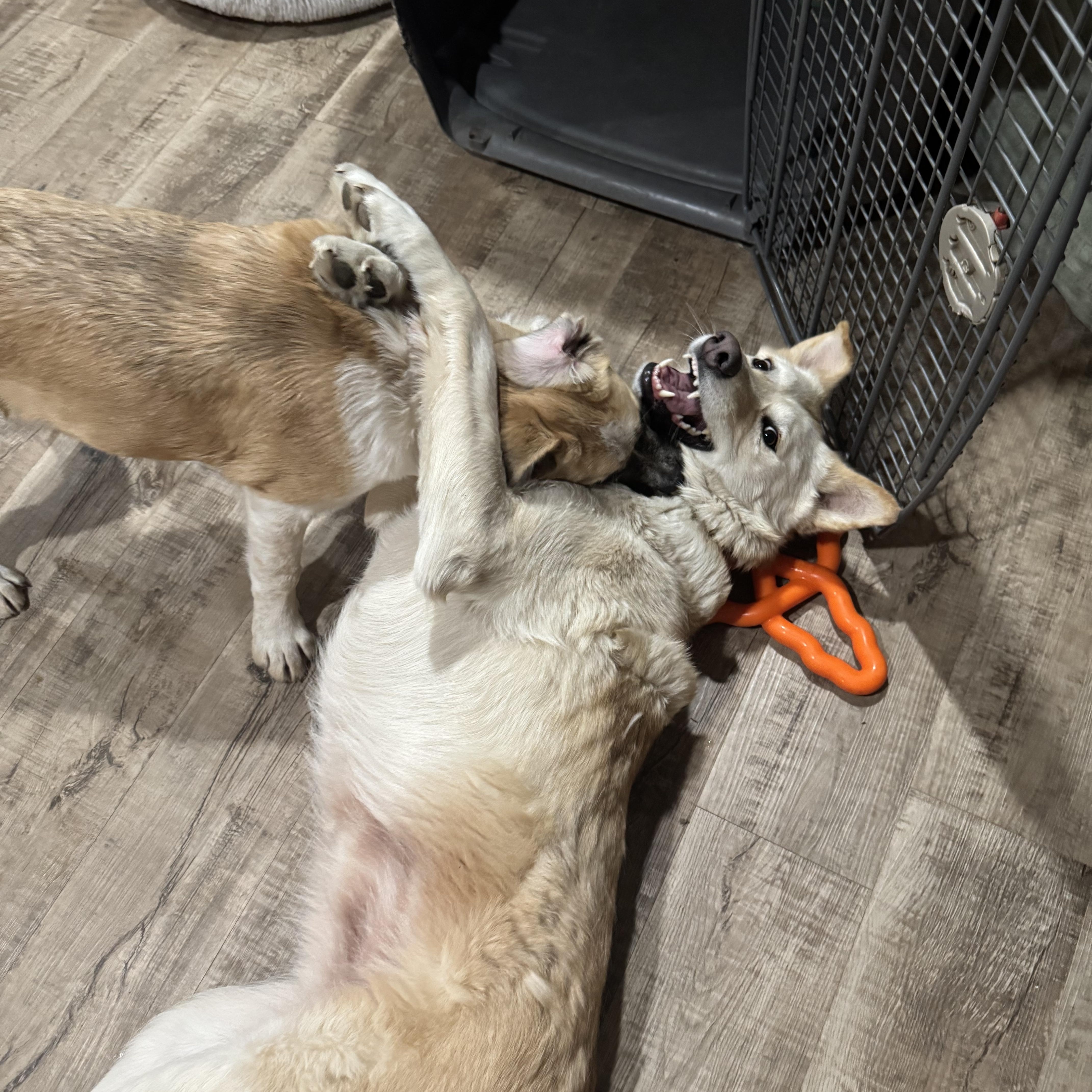 Tiny, a ADOPTABLE mixed breed in Saskatoon, SK image 2/6