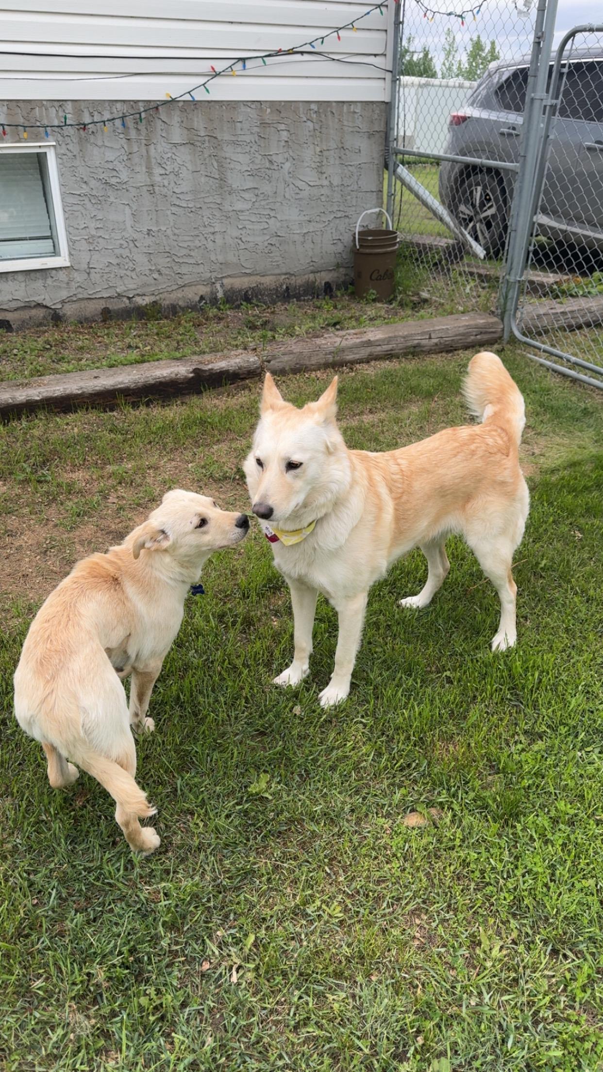 Tiny, a ADOPTABLE mixed breed in Saskatoon, SK image 3/6