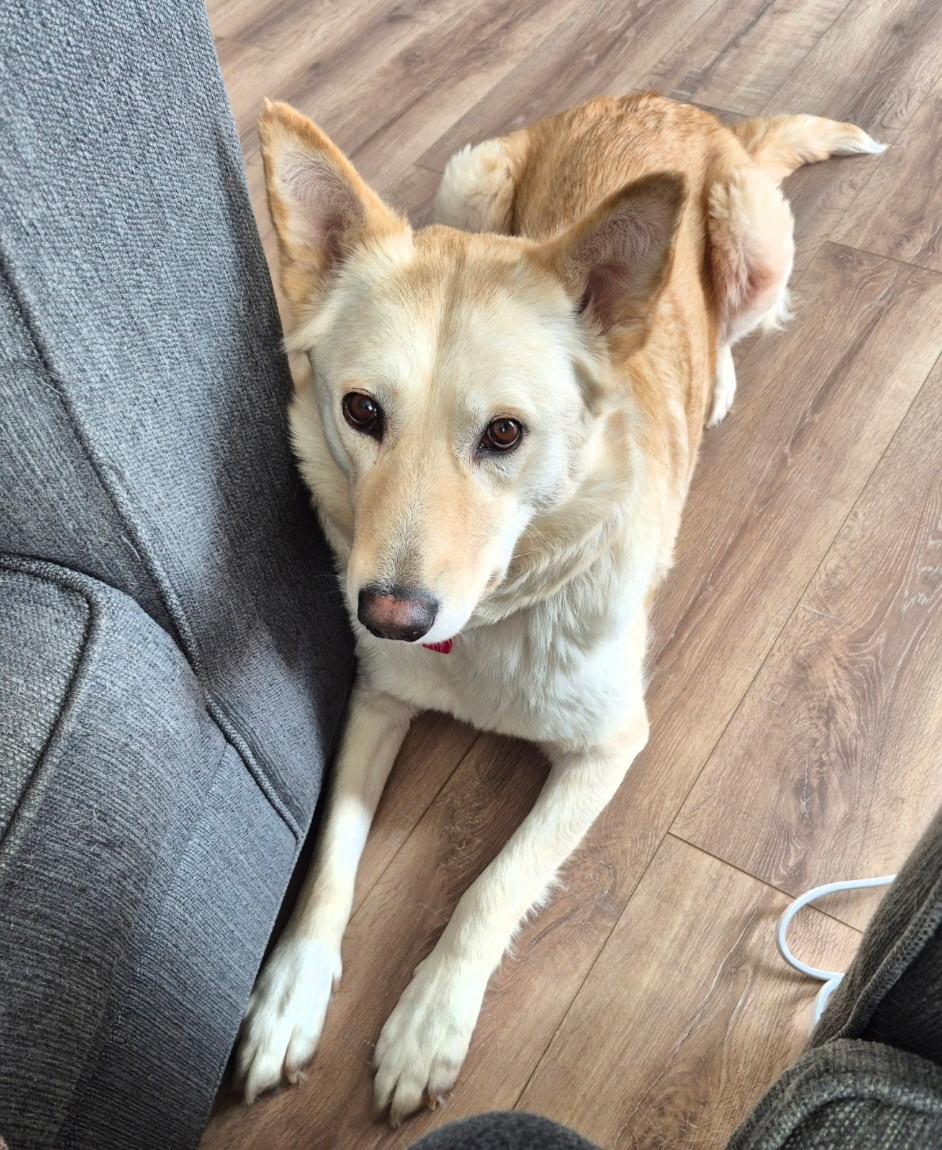 Enlarge Tiny, a ADOPTABLE Mixed Breed in Saskatoon, SK image 4/5