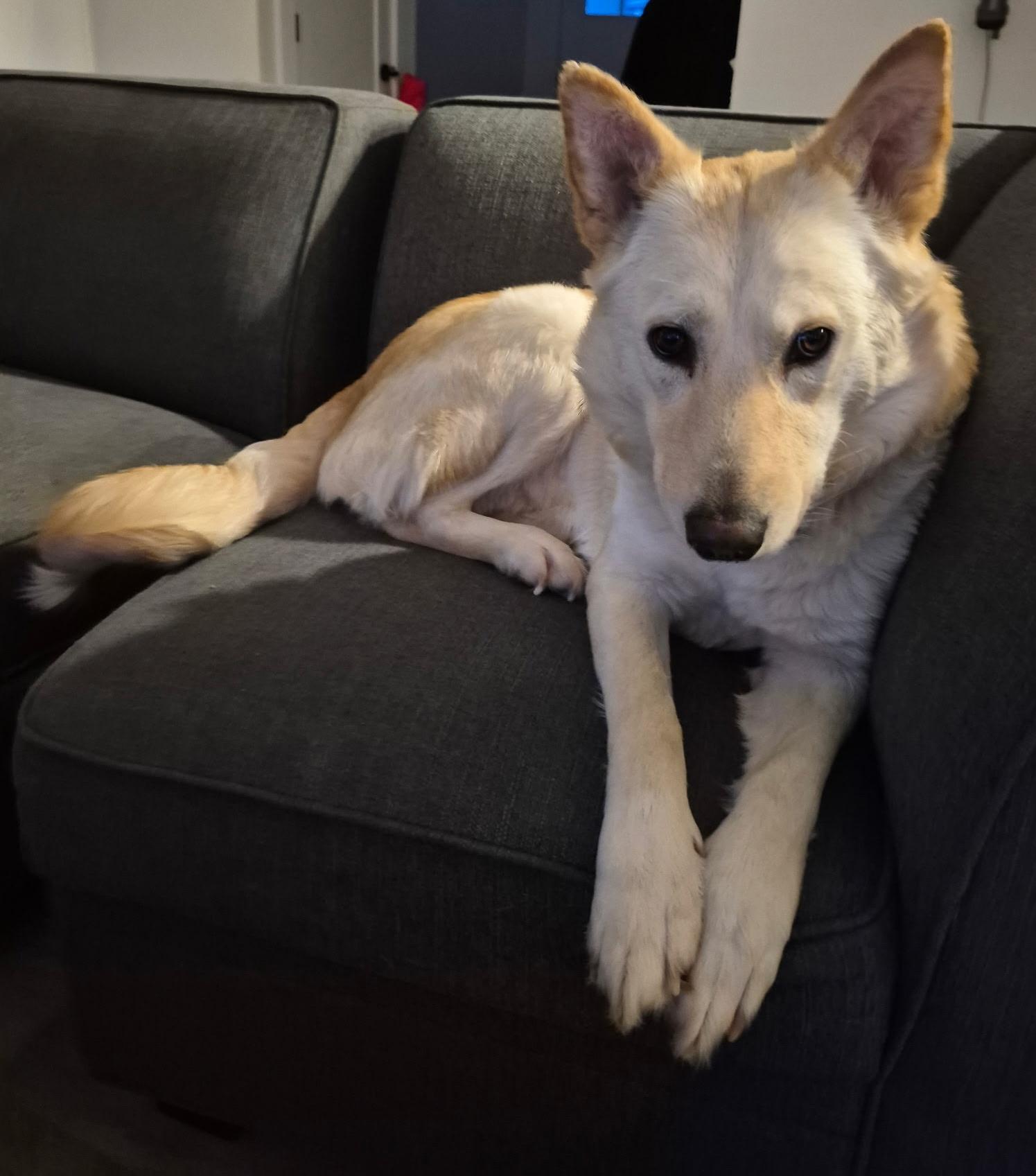 Enlarge Tiny, a ADOPTABLE Mixed Breed in Saskatoon, SK image 3/5