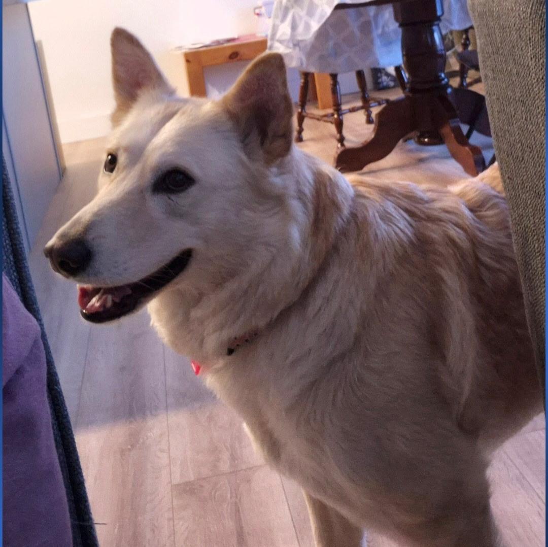 Enlarge Tiny, a ADOPTABLE Mixed Breed in Saskatoon, SK image 2/5