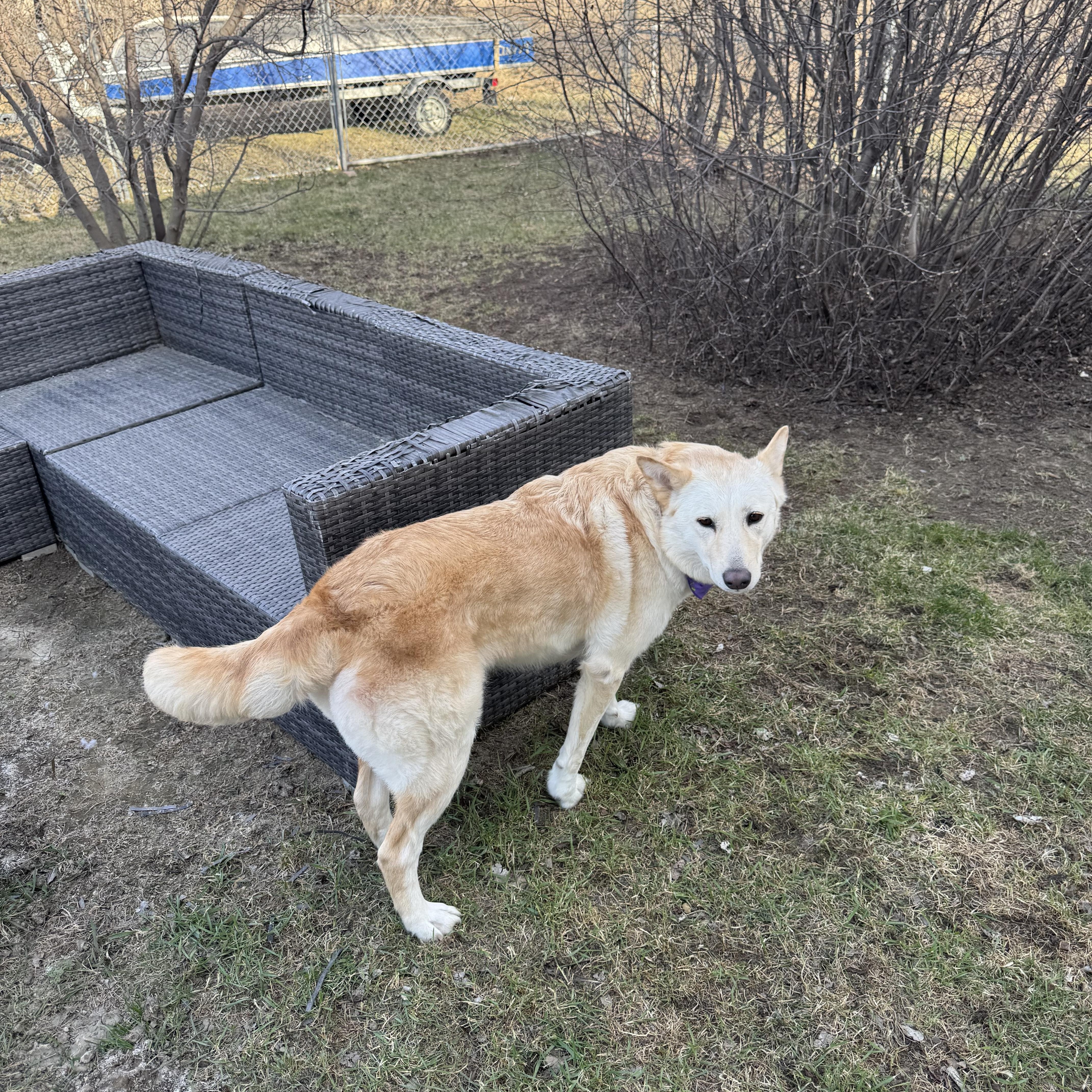 Tiny, a ADOPTABLE mixed breed in Saskatoon, SK image 3/6