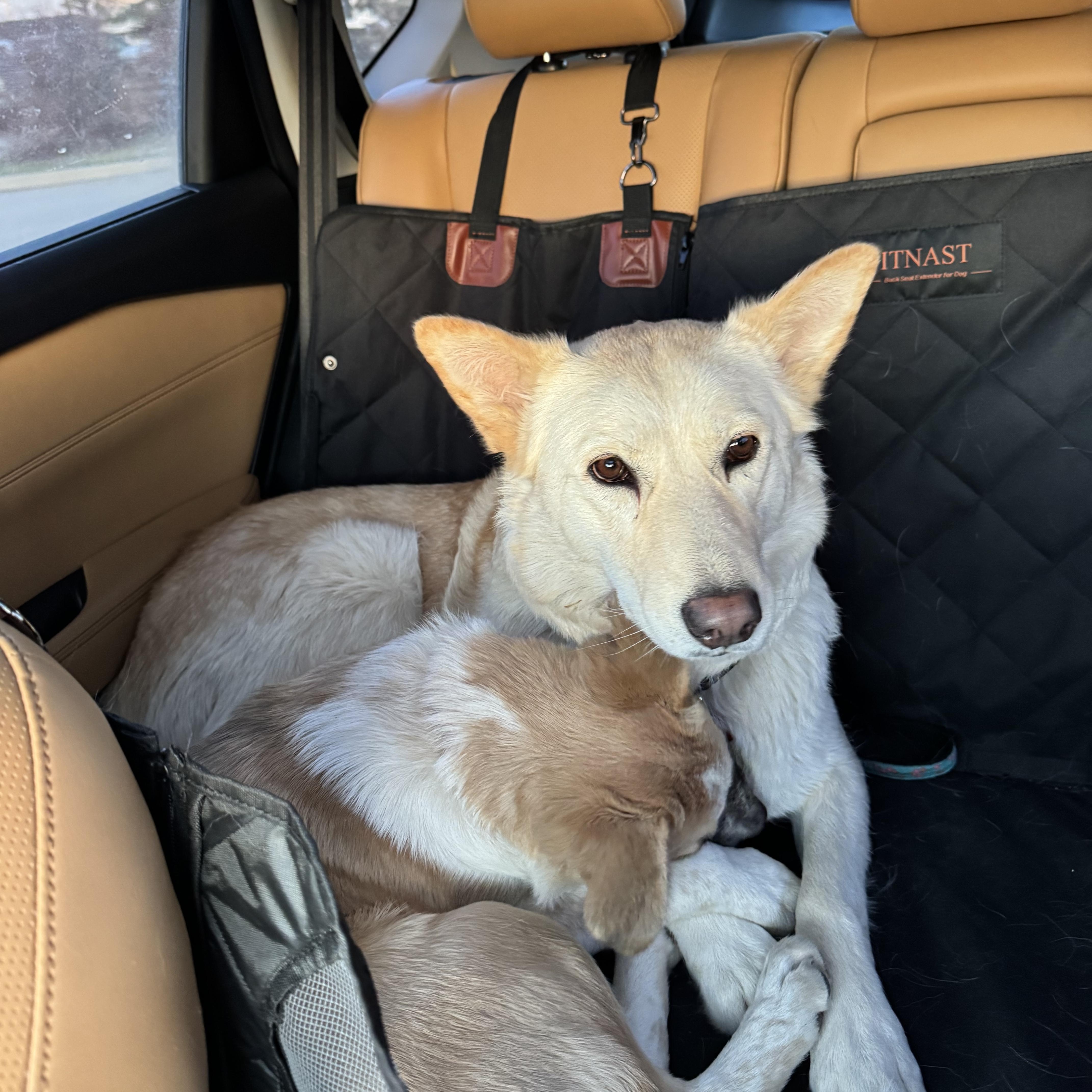 Tiny, a ADOPTABLE mixed breed in Saskatoon, SK image 5/6