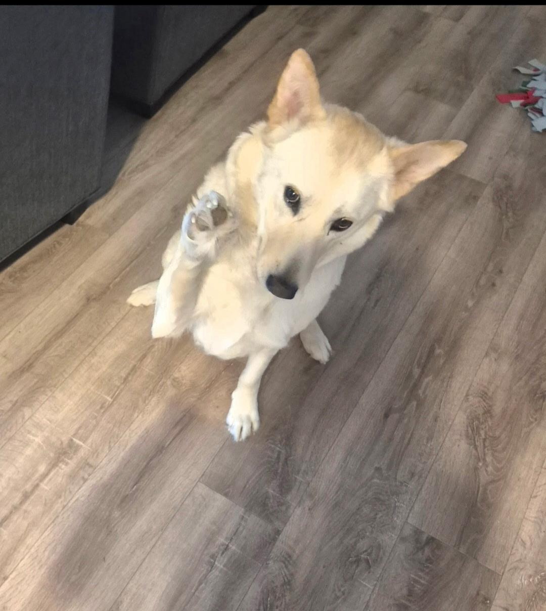 Enlarge Tiny, a ADOPTABLE Mixed Breed in Saskatoon, SK image 5/5