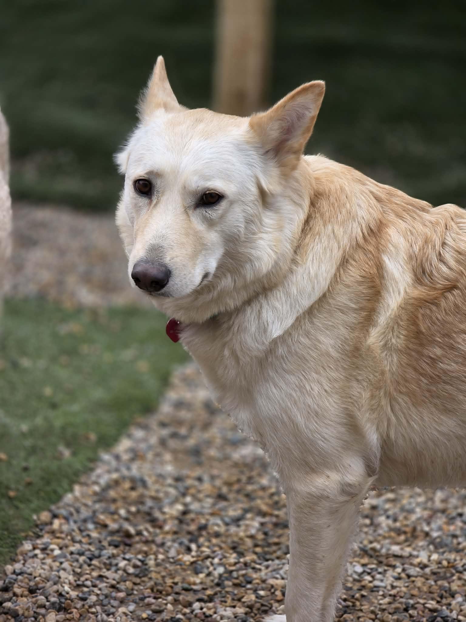 Tiny, ADOPTABLE, Adult Female Mixed Breed.