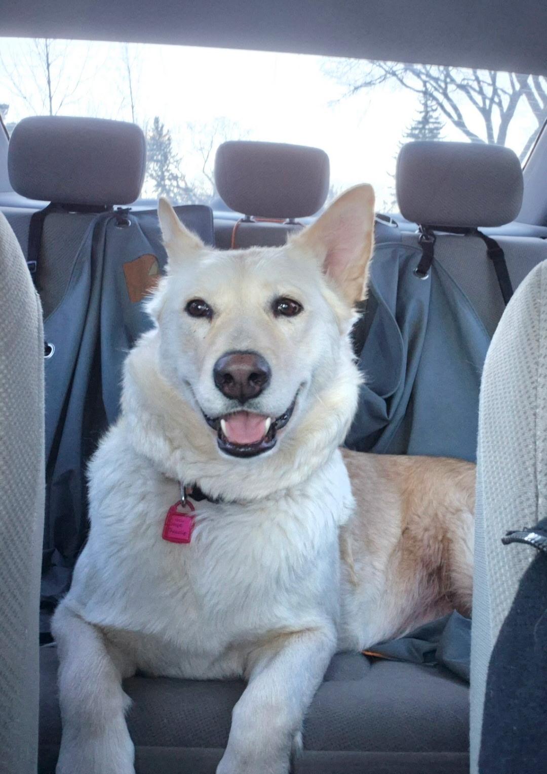 Tiny, ADOPTABLE, Adult Female Mixed Breed.