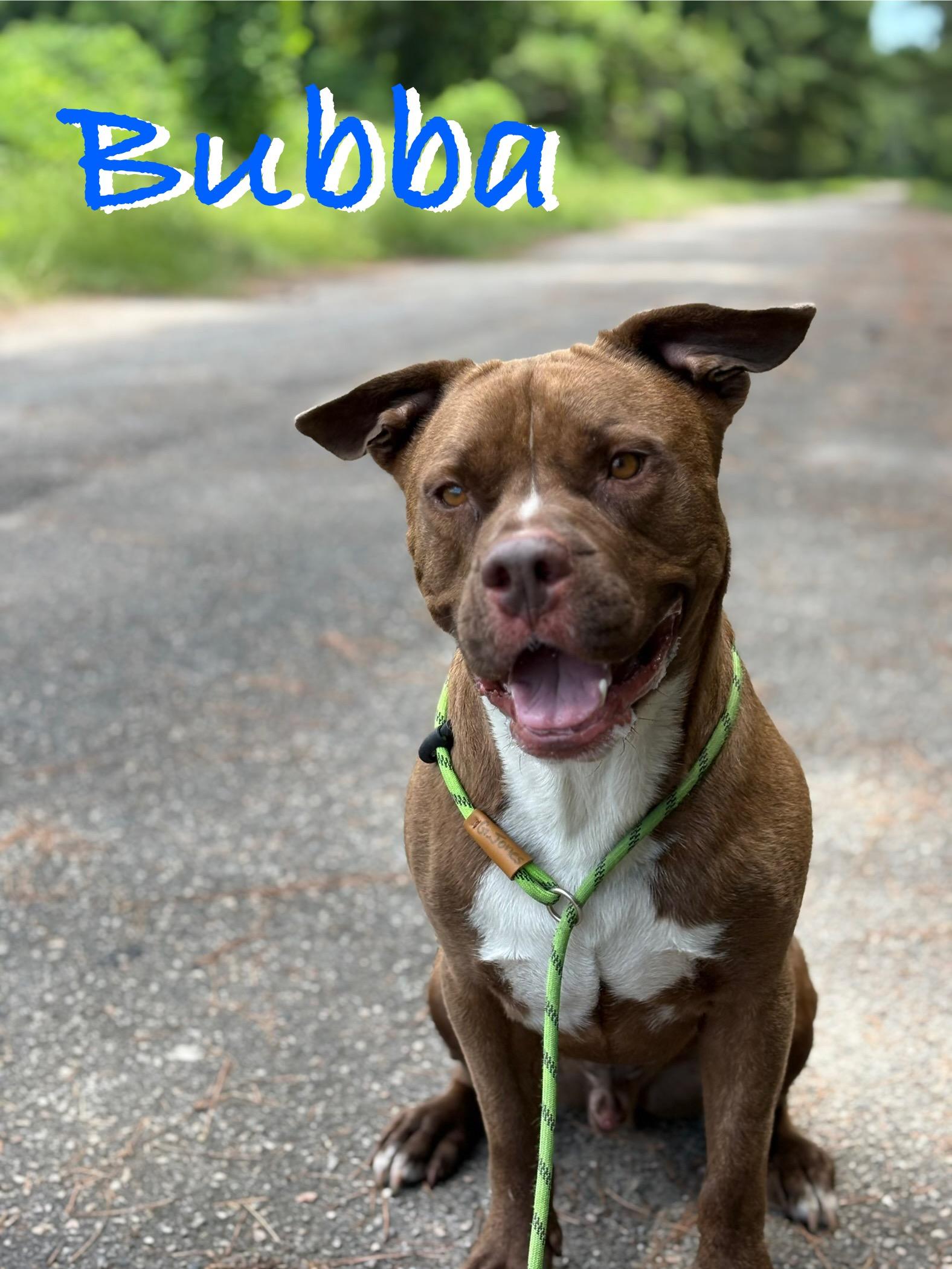 Bubba, Adoptable, Young Male Mixed Breed.