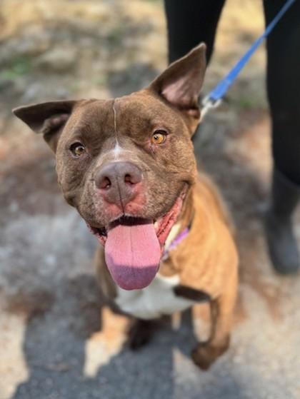Bubba, Adoptable, Young Male Mixed Breed.