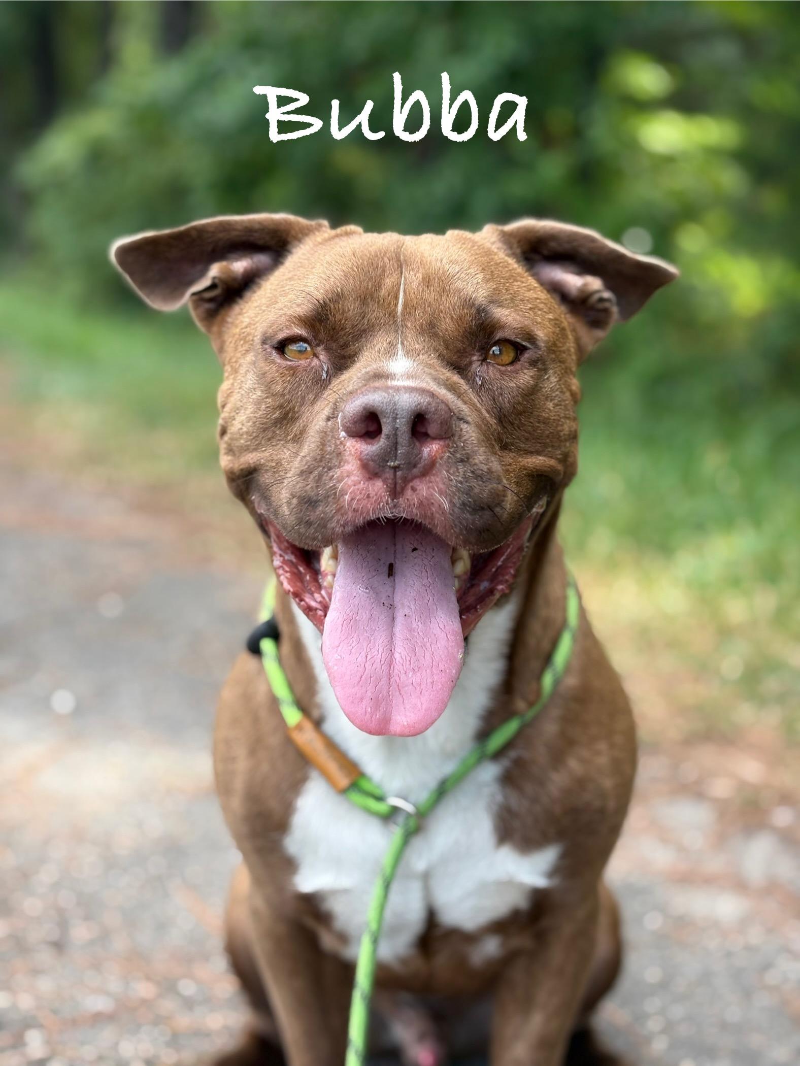 Bubba, a Adoptable mixed breed in Georgetown, SC image 4/4