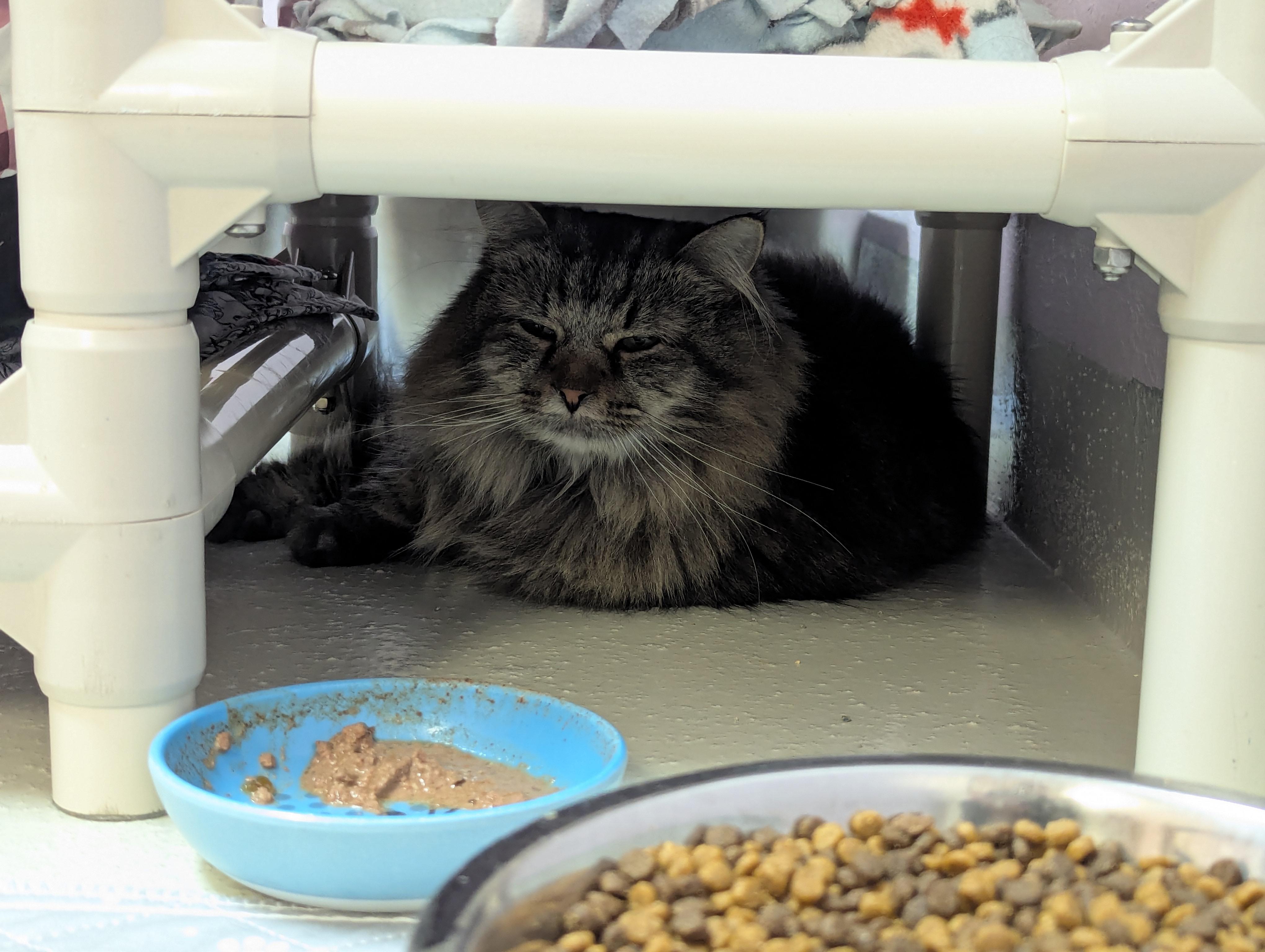 Enlarge Mamas, a Adoptable mixed breed in Lakewood, CO image 1/4