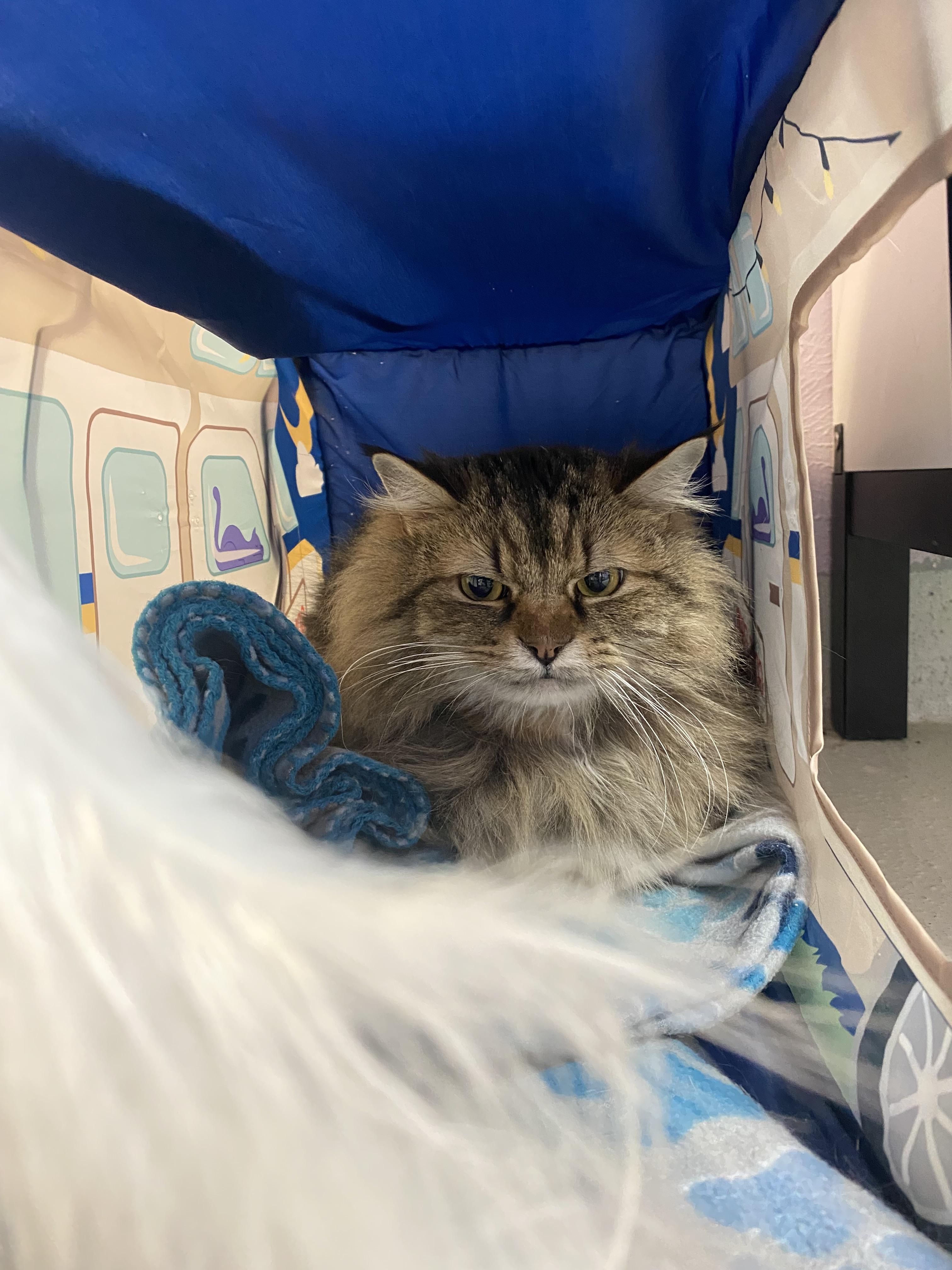 Enlarge Mamas, a Adoptable mixed breed in Lakewood, CO image 2/5