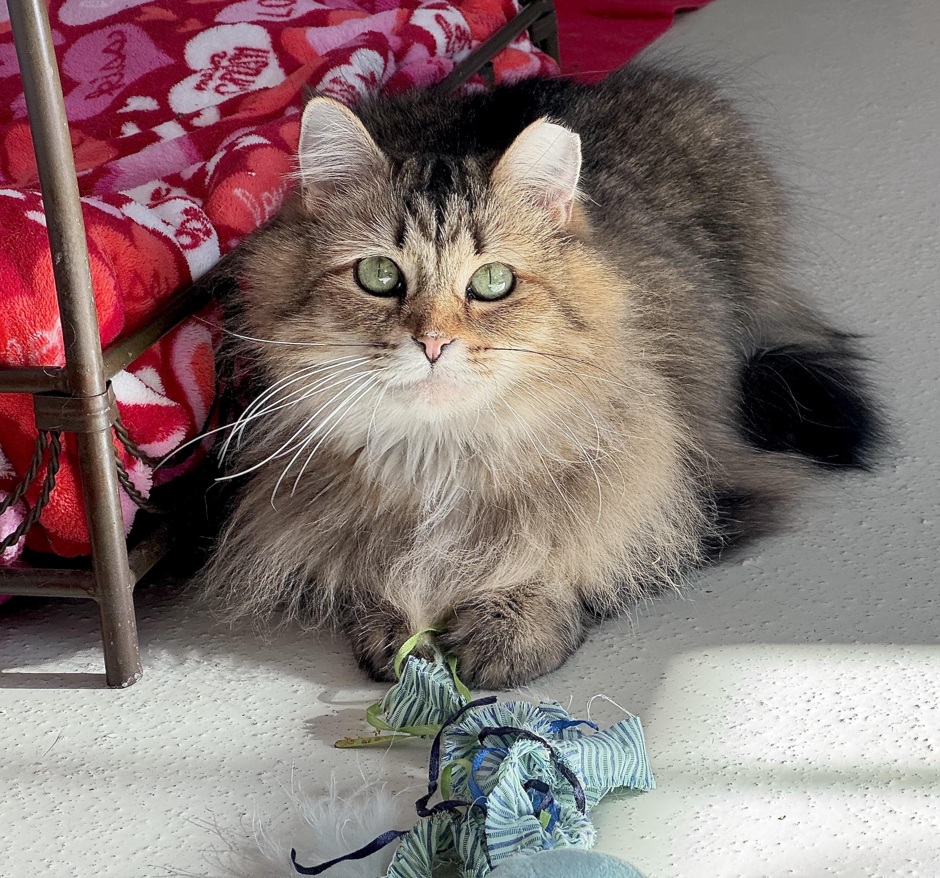 Enlarge Mamas, a Adoptable mixed breed in Lakewood, CO image 1/1