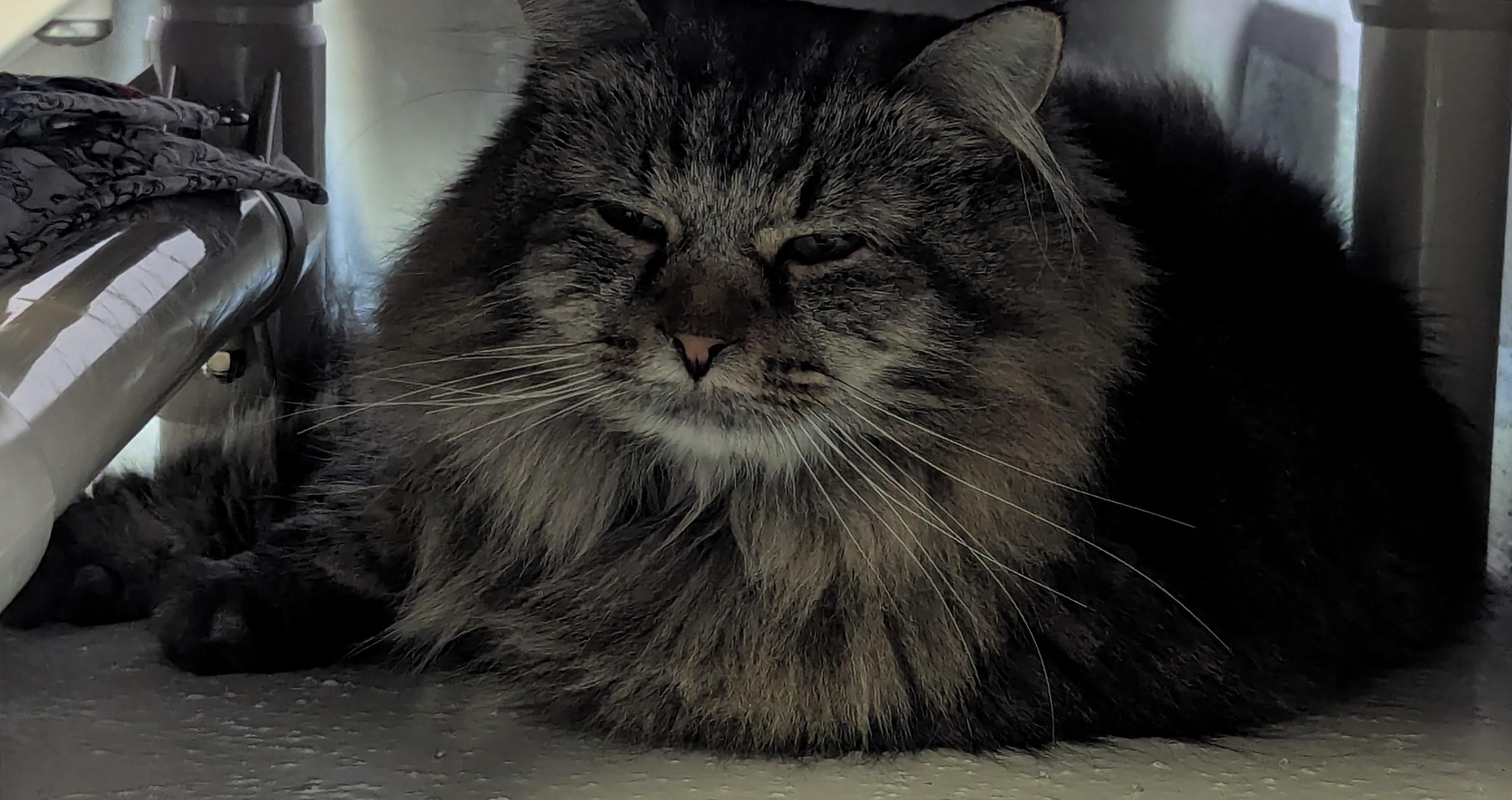 Enlarge Mamas, a Adoptable mixed breed in Lakewood, CO image 2/4