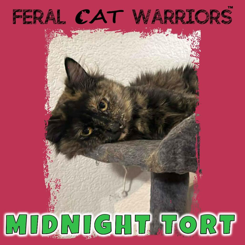 Enlarge Midnight Tort, a Adoptable Domestic Medium Hair in Kingman, AZ image 1/1