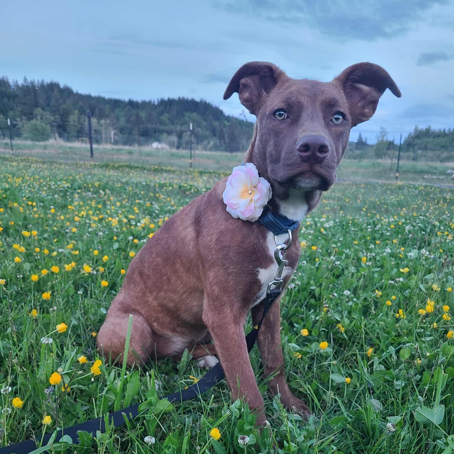 Whimsey, Young Female Pit Bull Terrier